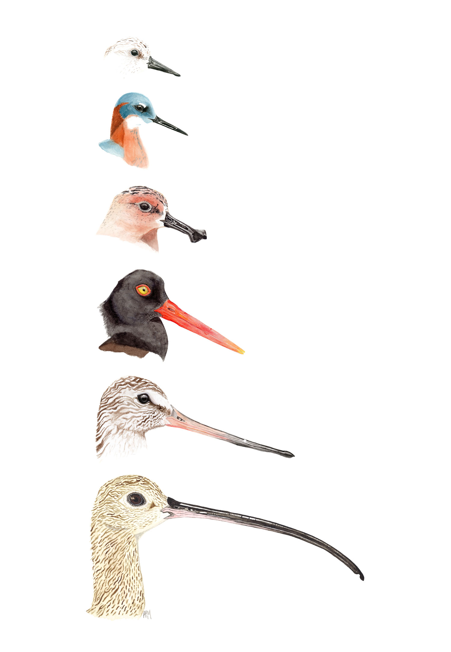 Shorebird Bill Morphology