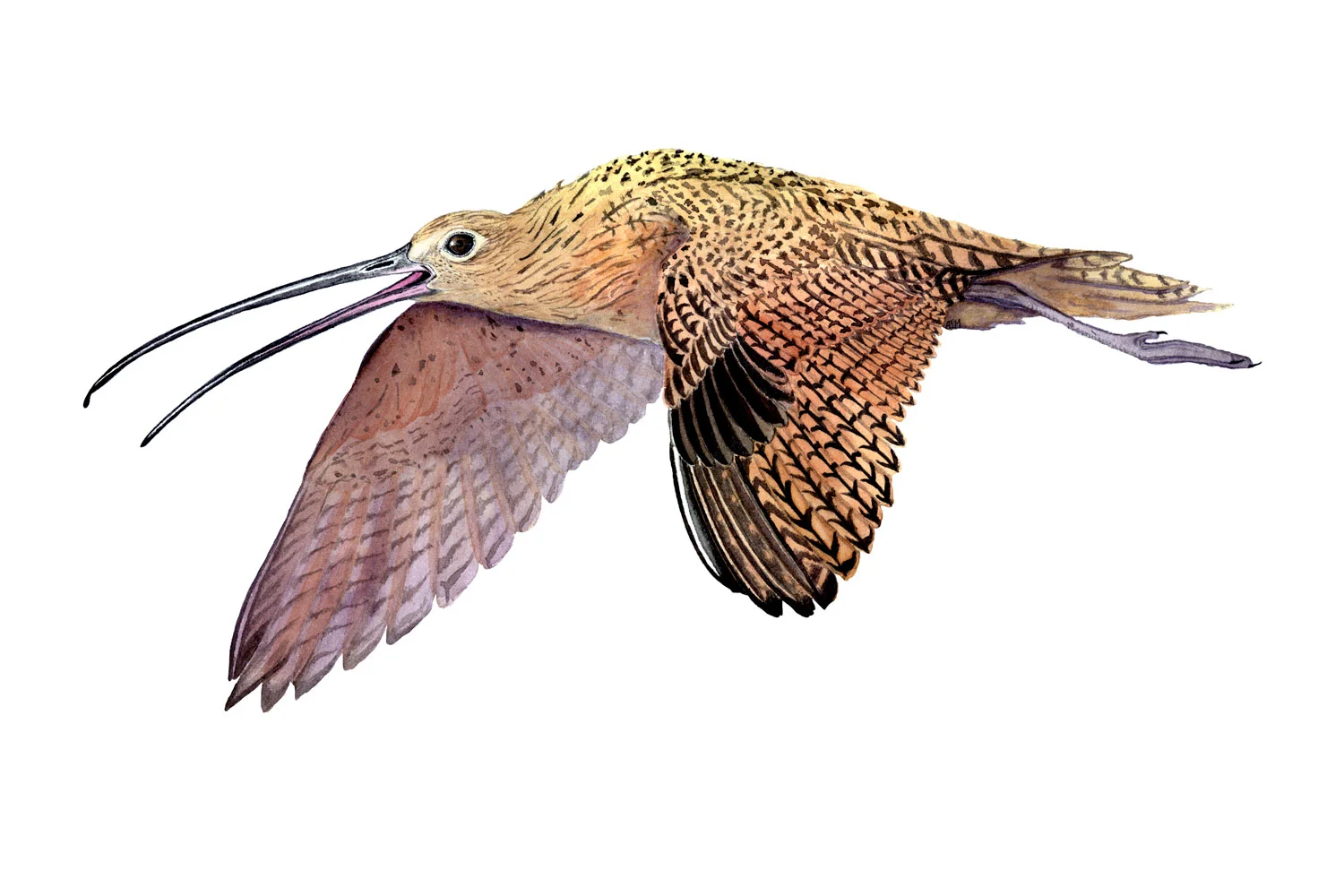 Long-billed Curlew