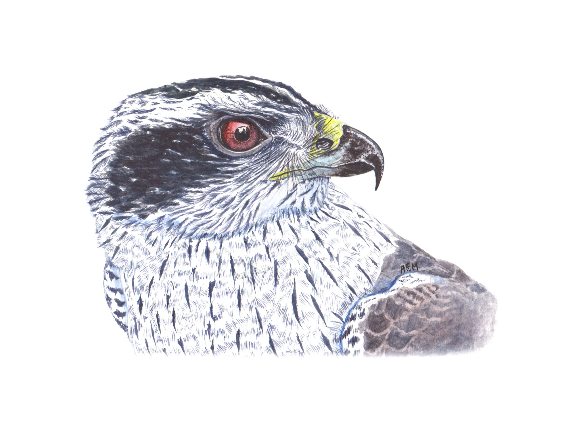 Northern Goshawk