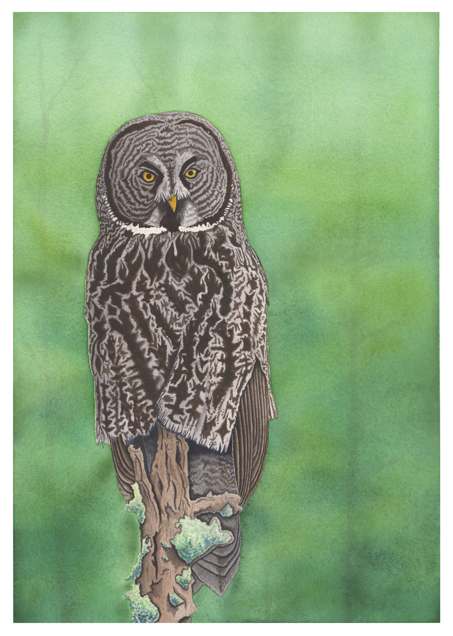 Great Gray Owl 