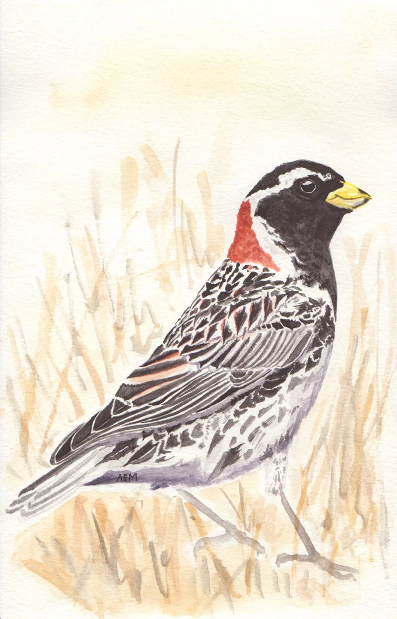 Lapland Longspur