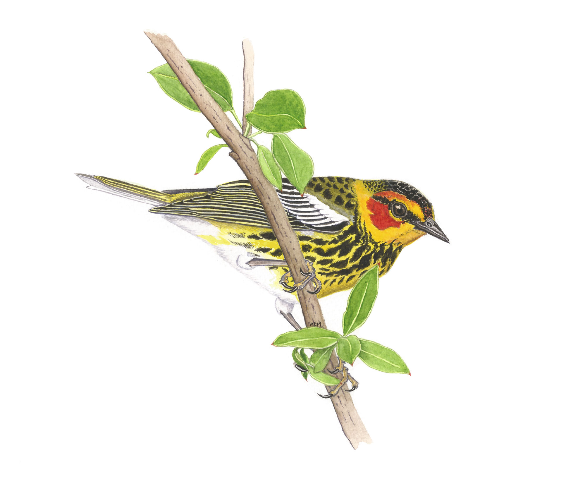 Cape May Warbler 