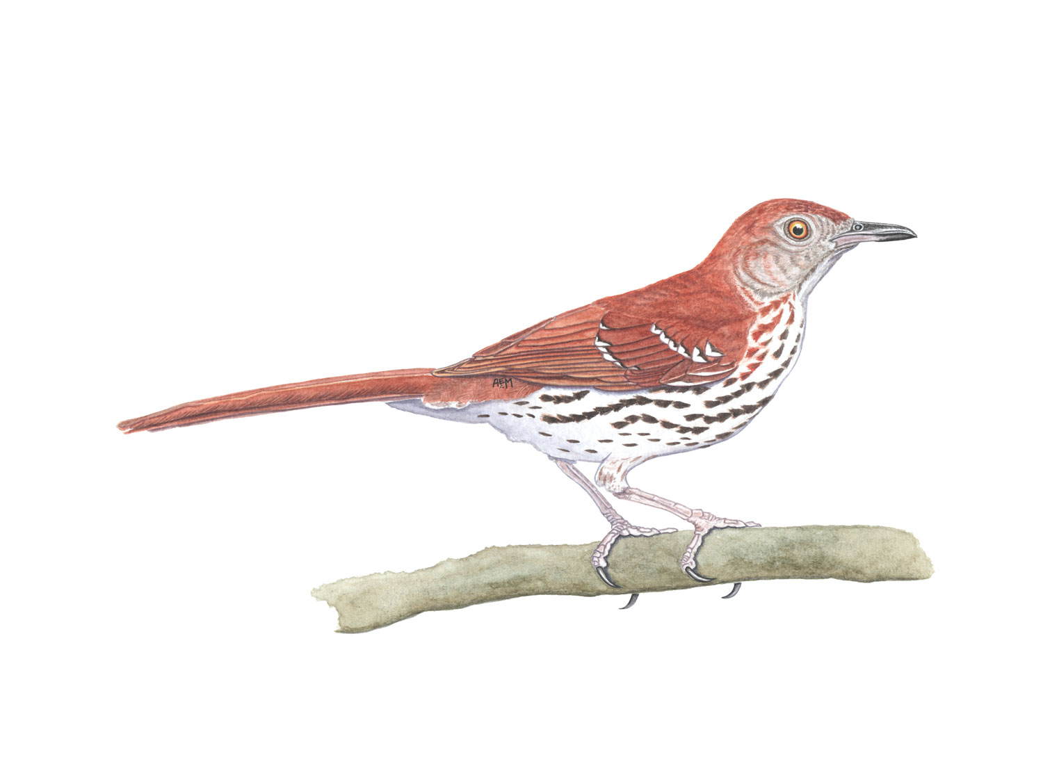 Brown Thrasher