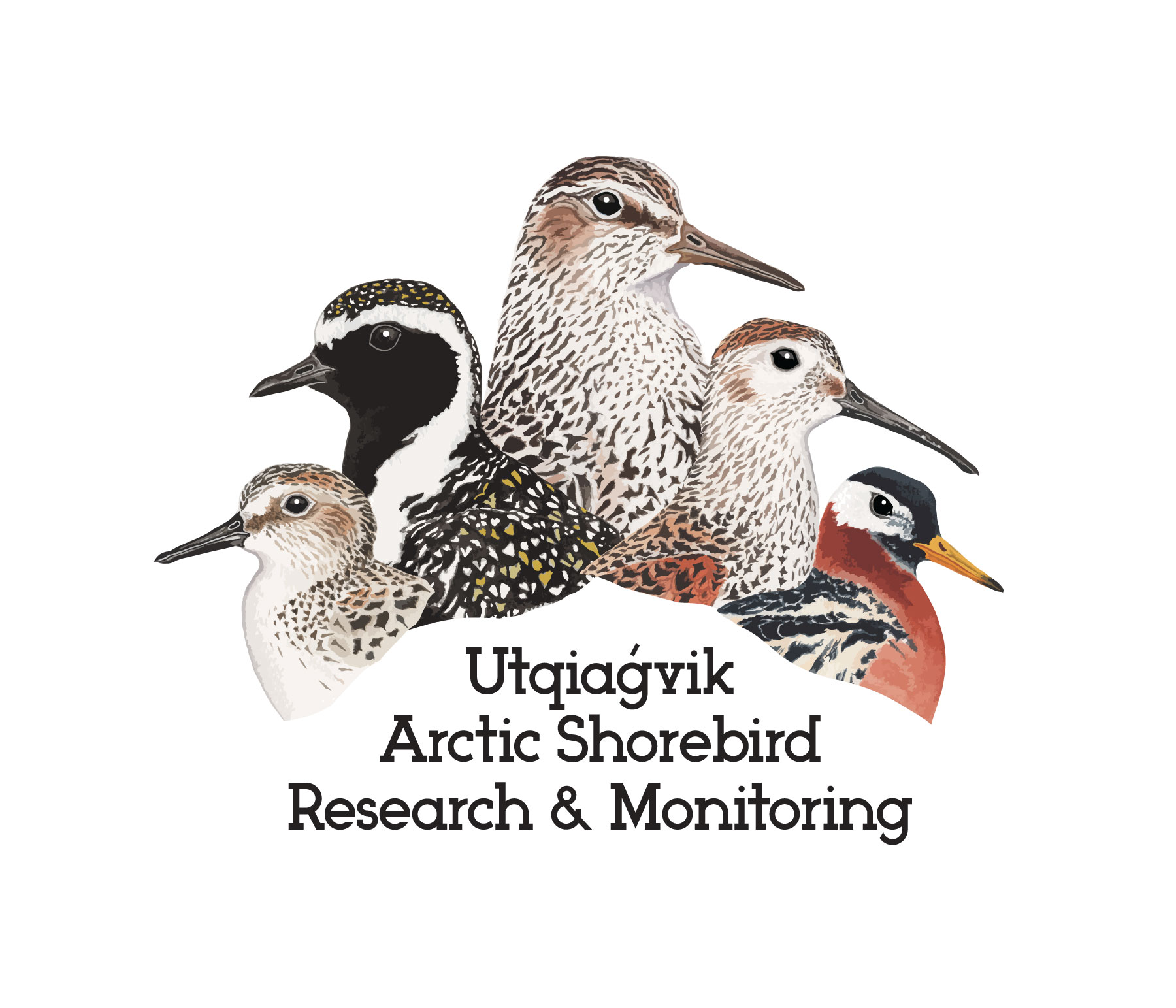 Utqiagvik Arctic Shorebird Shorebird Research &amp; Monitoring