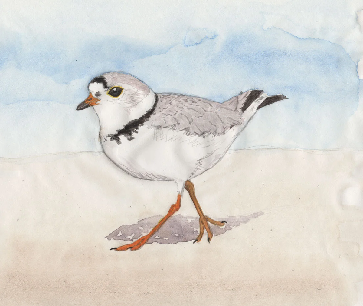 Piping Plover