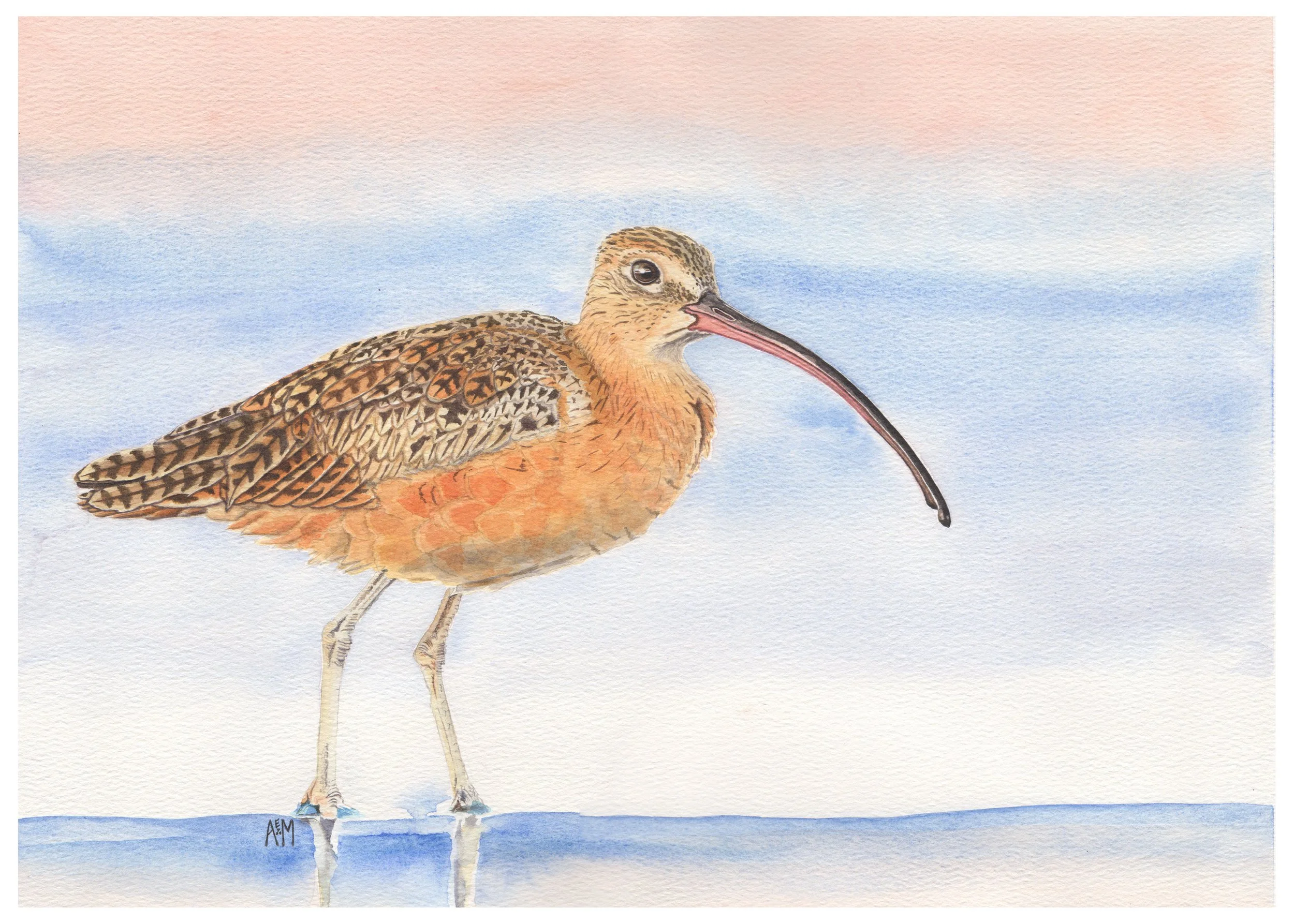 Long-Billed Curlew