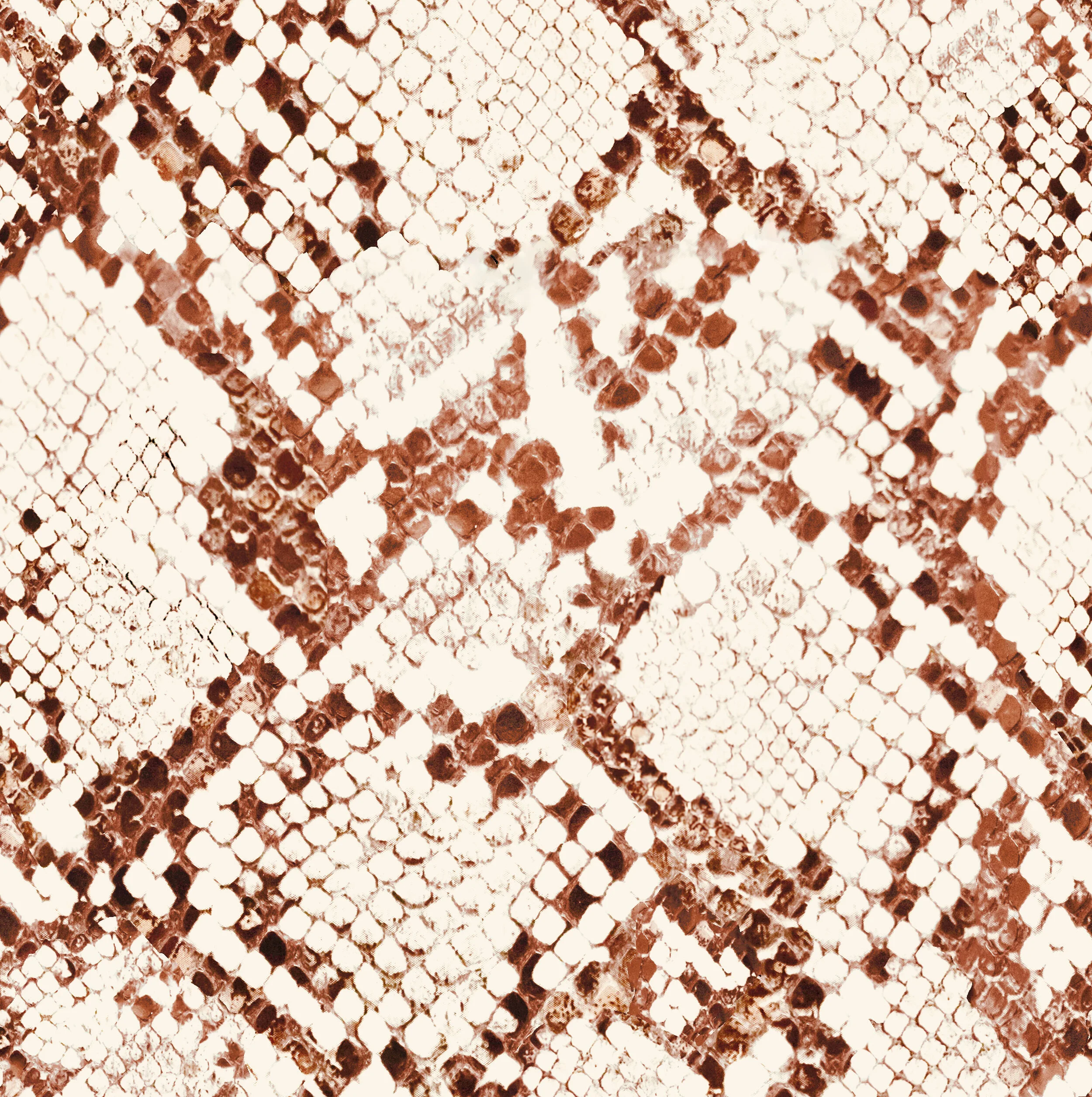 python copy.jpg
