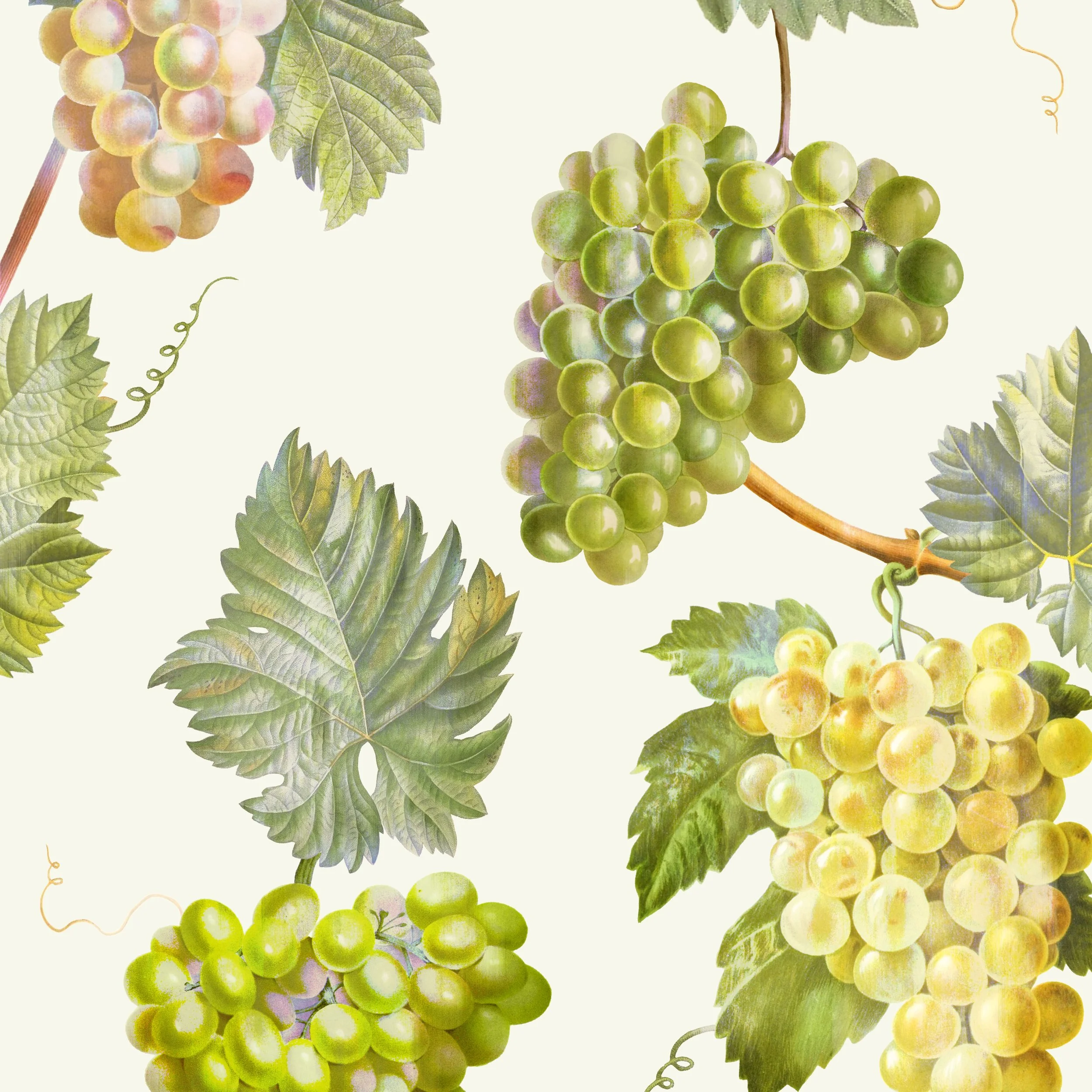 grapes.jpg