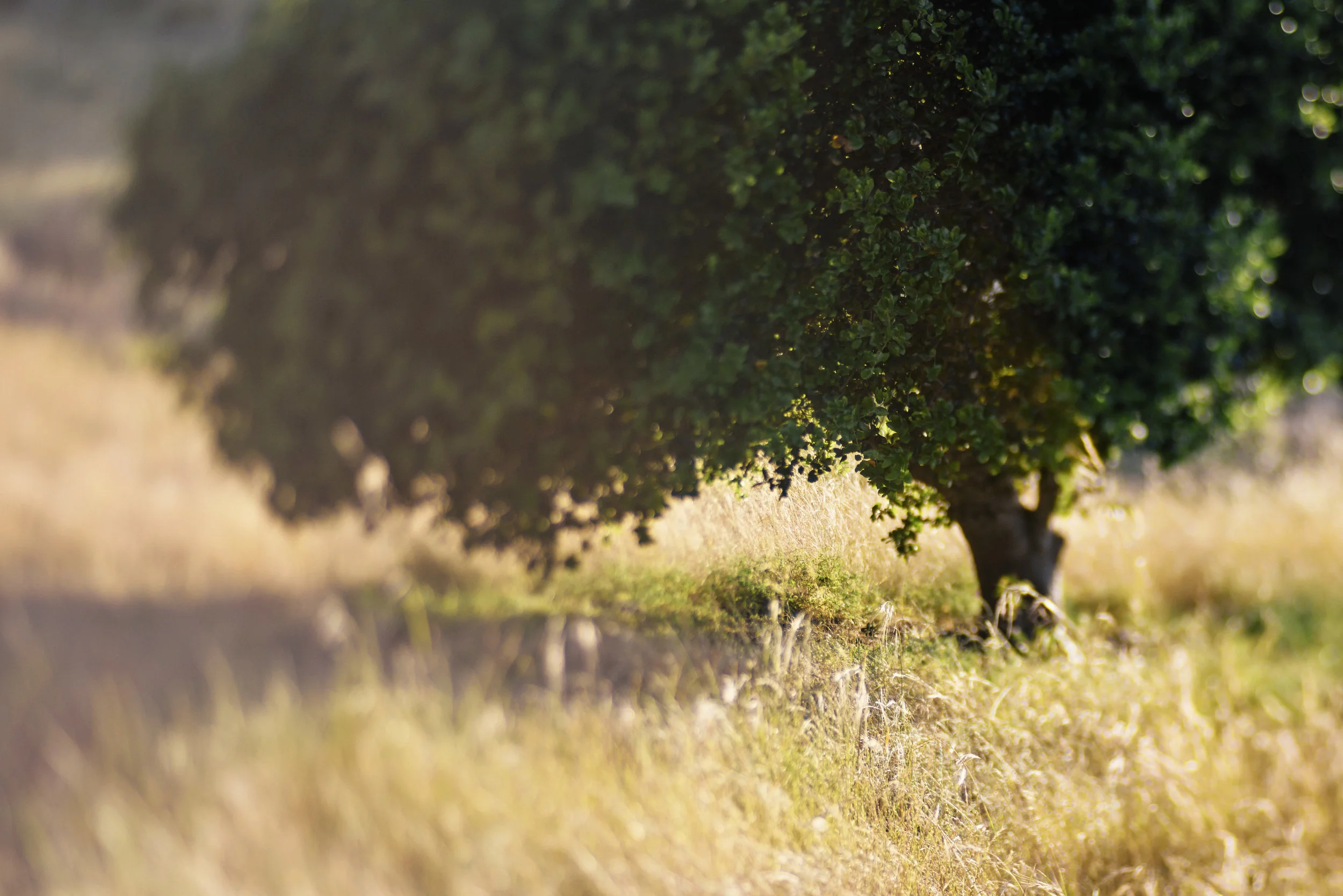 landscape_065.jpg