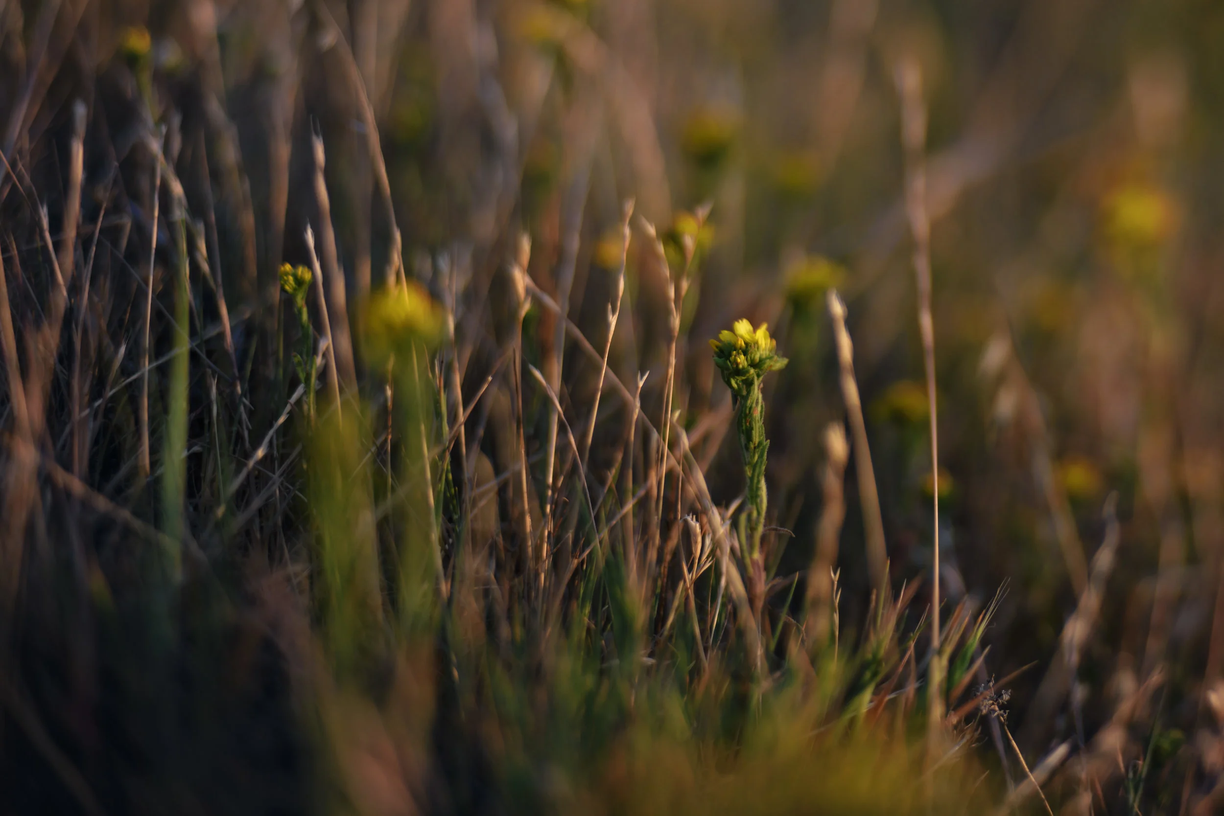 landscape_066.jpg