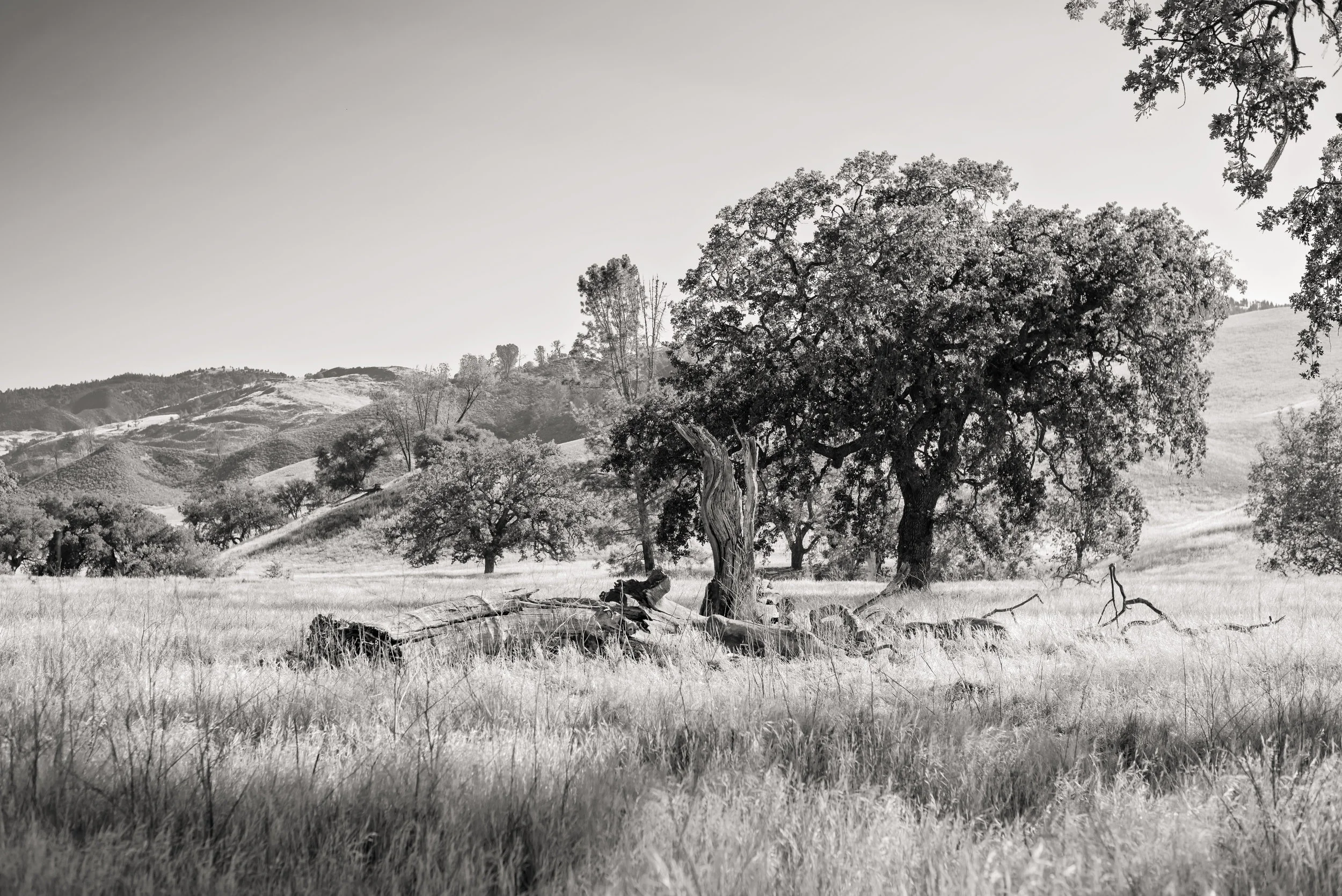 landscape_062.jpg