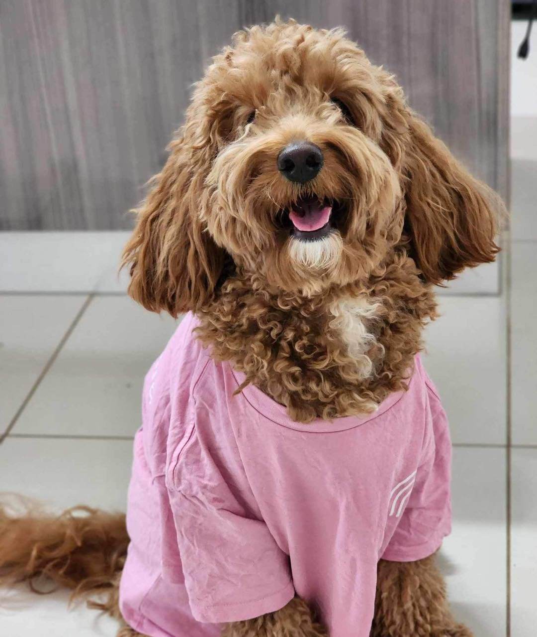 Of course our furry mascots wear pink!