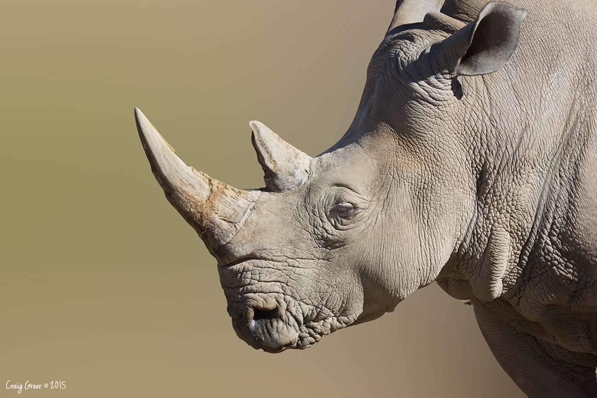 White Rhinoceros - Monarto Zoo, South Ausrtalia