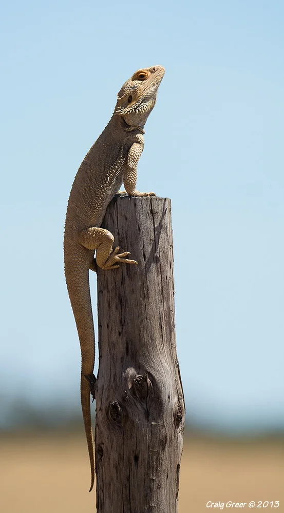 Bearded-Dragon-GP-01-11-13-web.jpg