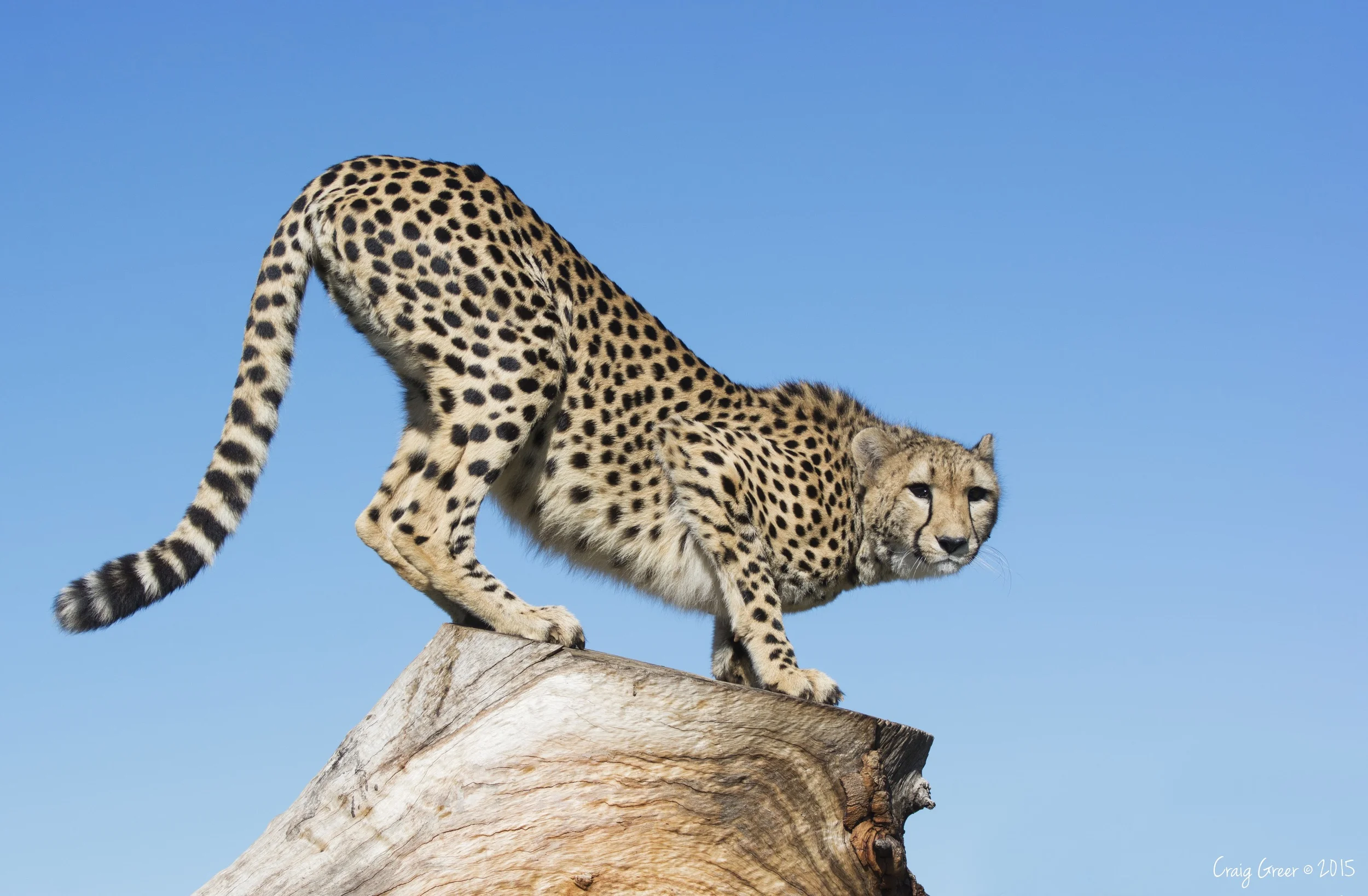 Cheetah-Monarto-Zoo-17-05-15-large.jpg