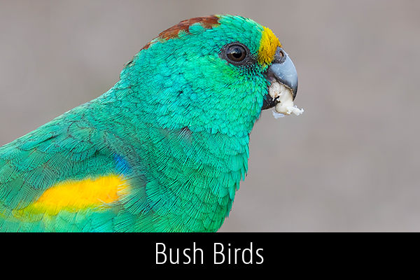 Bush-Birds-Album-Thumb.jpg