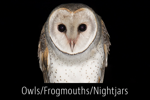 Owls-Frogmouths-Nightjars-Album-Thumb.jpg