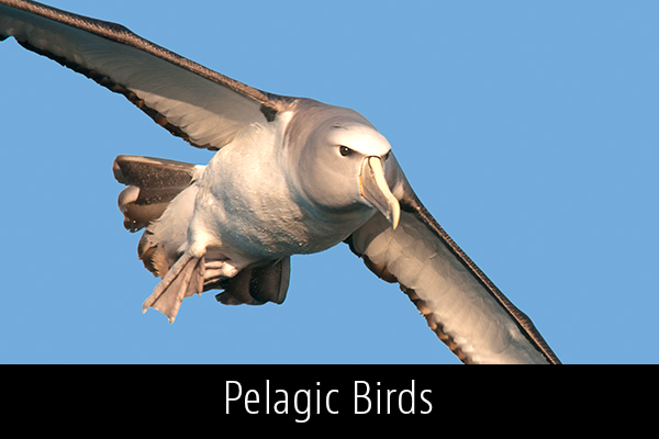 Pelagic-Birds-Album-Thumb.jpg