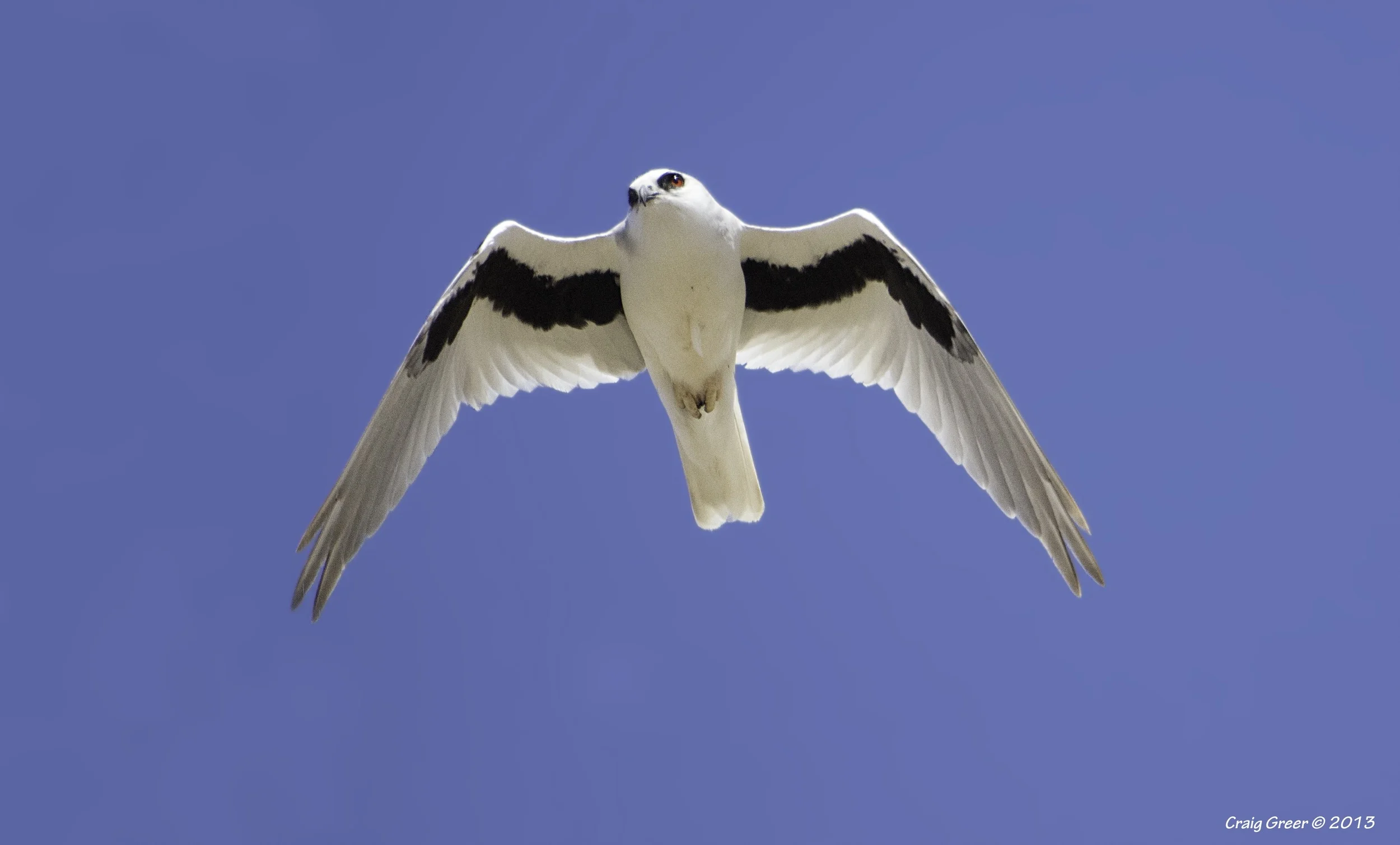 Letter-winged Kite | Port Wakefield