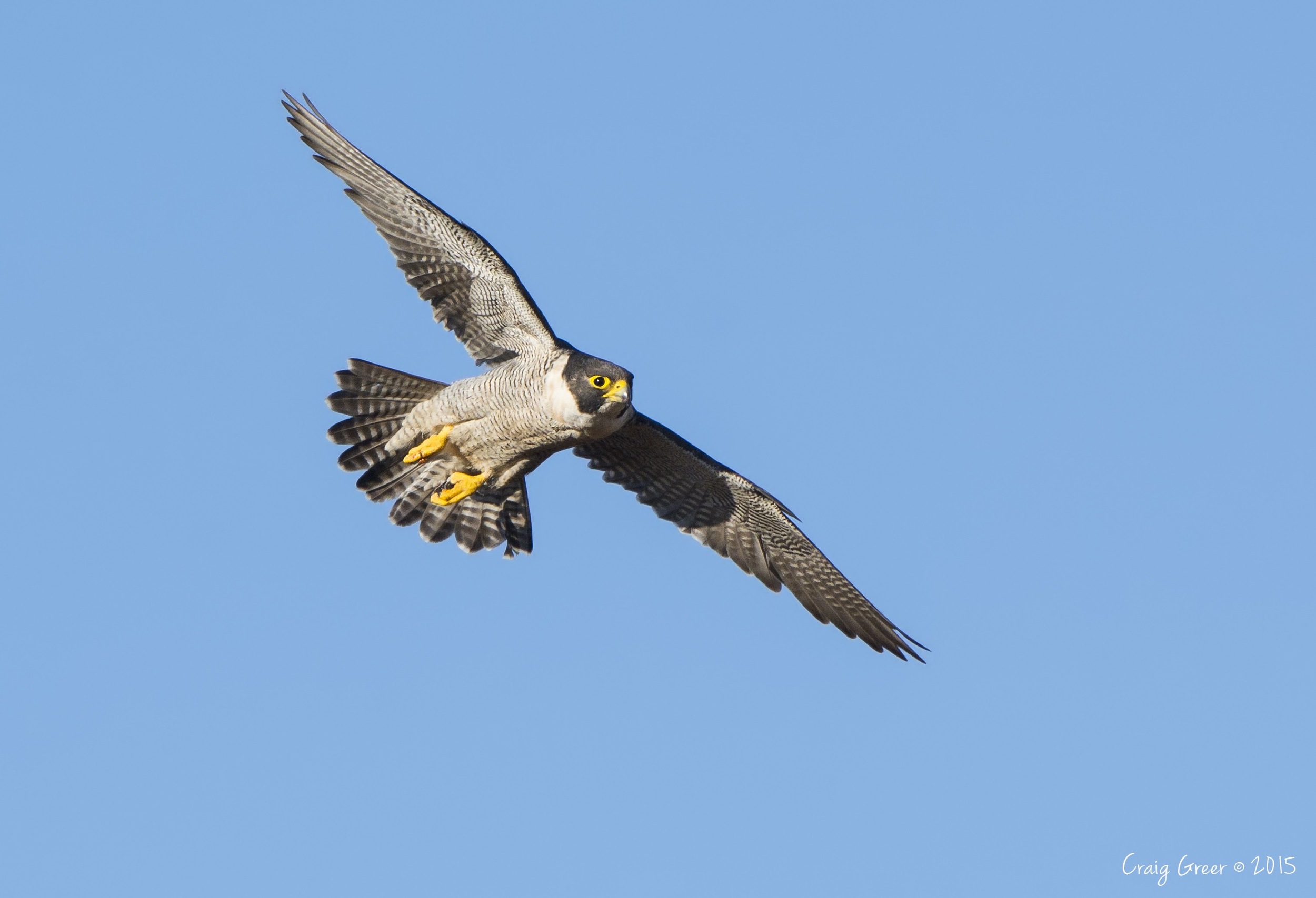 Peregrine Falcon | Barossa Valley