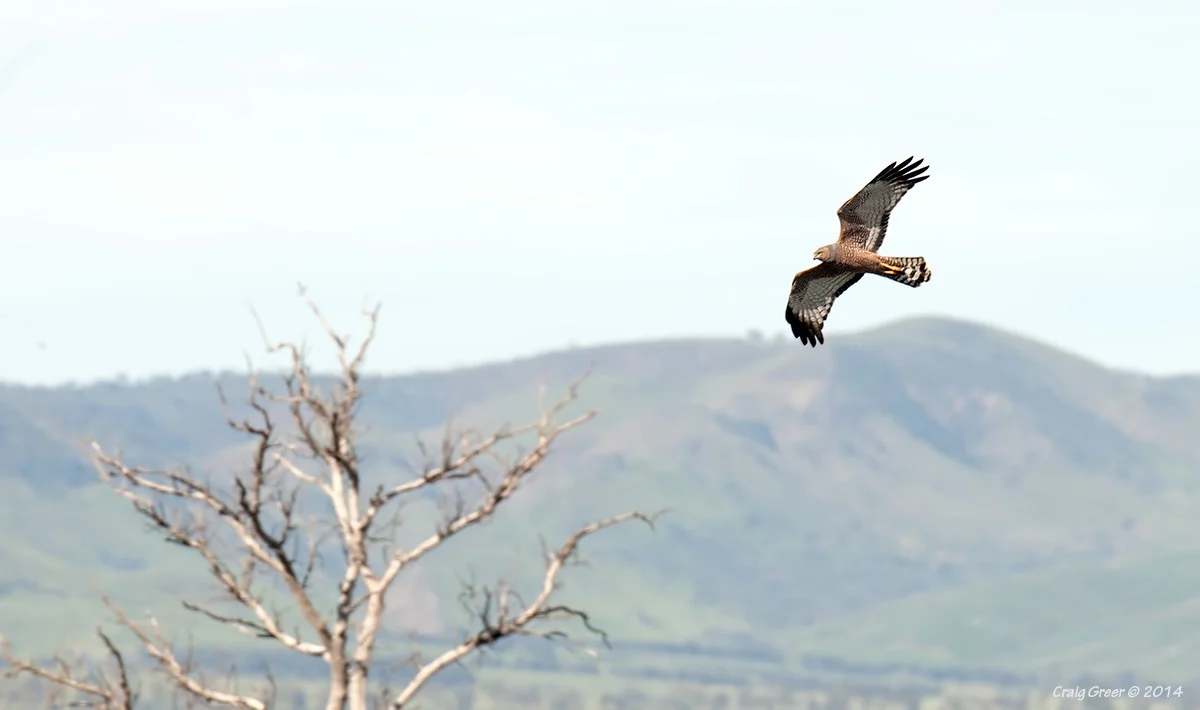 Spotted Harrier | Stirling North