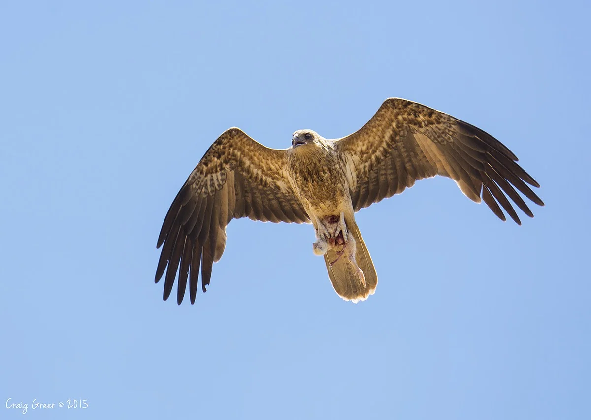 Whistling Kite | Port Wakefield