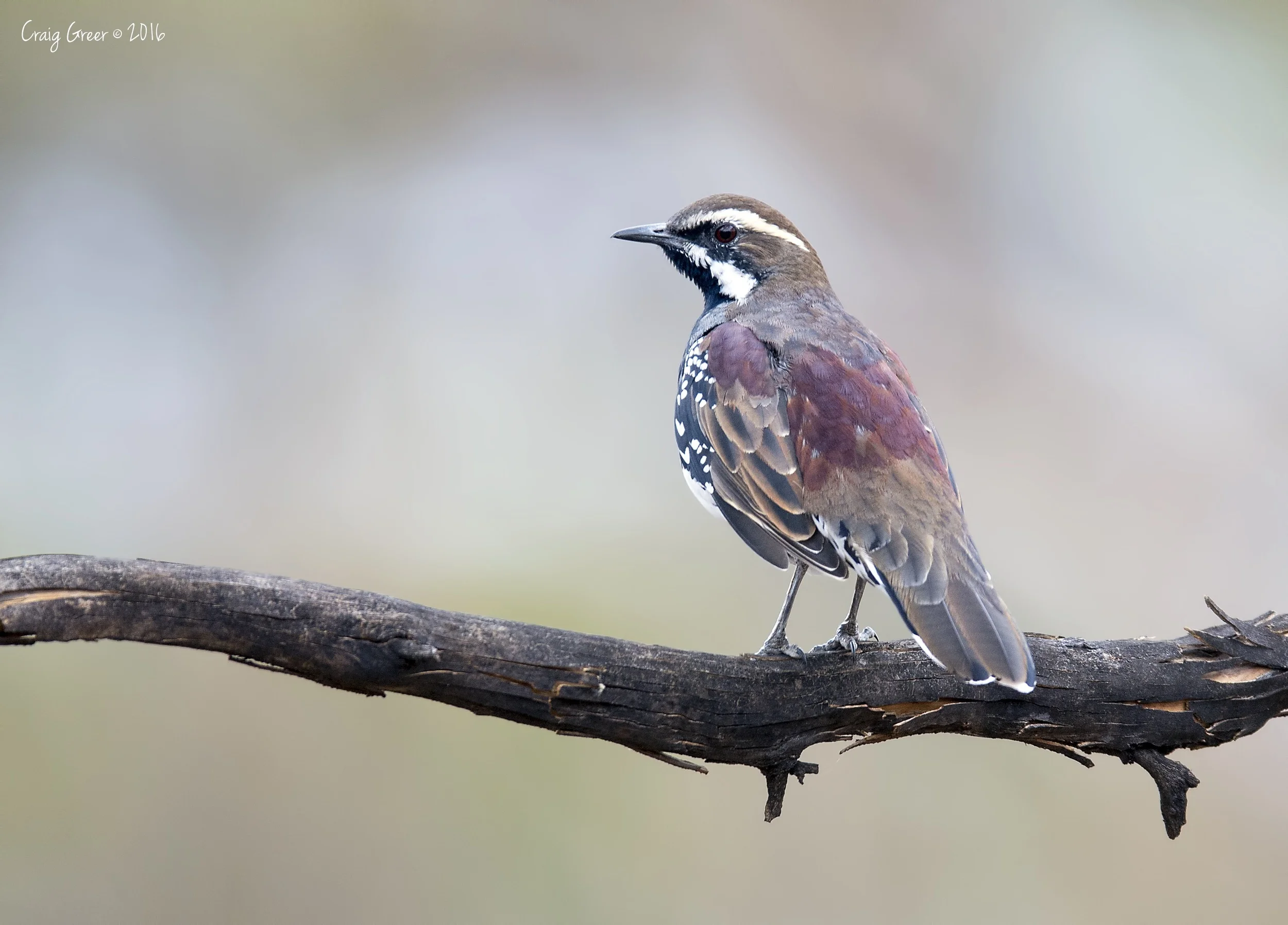 Chestnut Quail-thrush | Brookfield CP