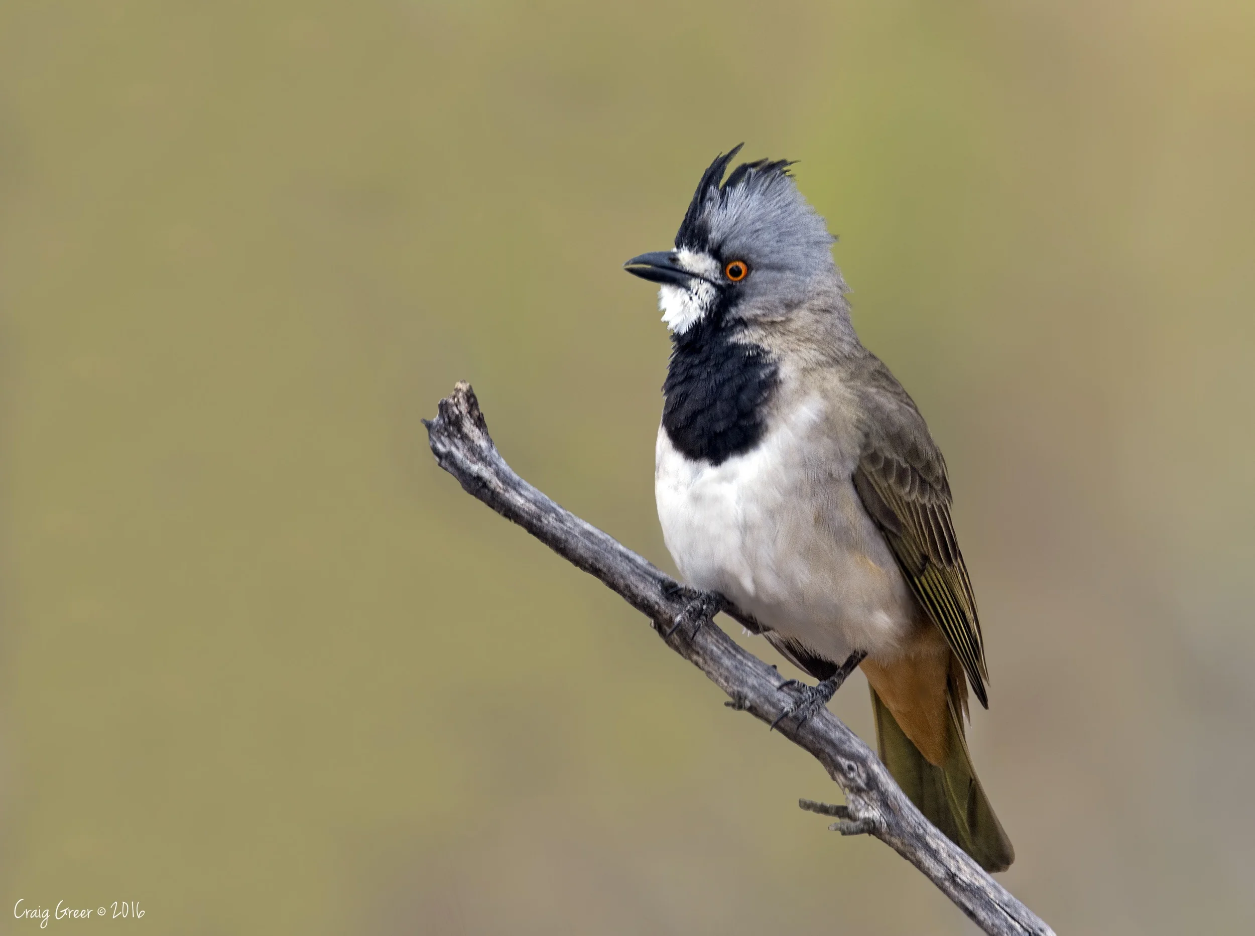Crested Bellbird | Brookfield CP