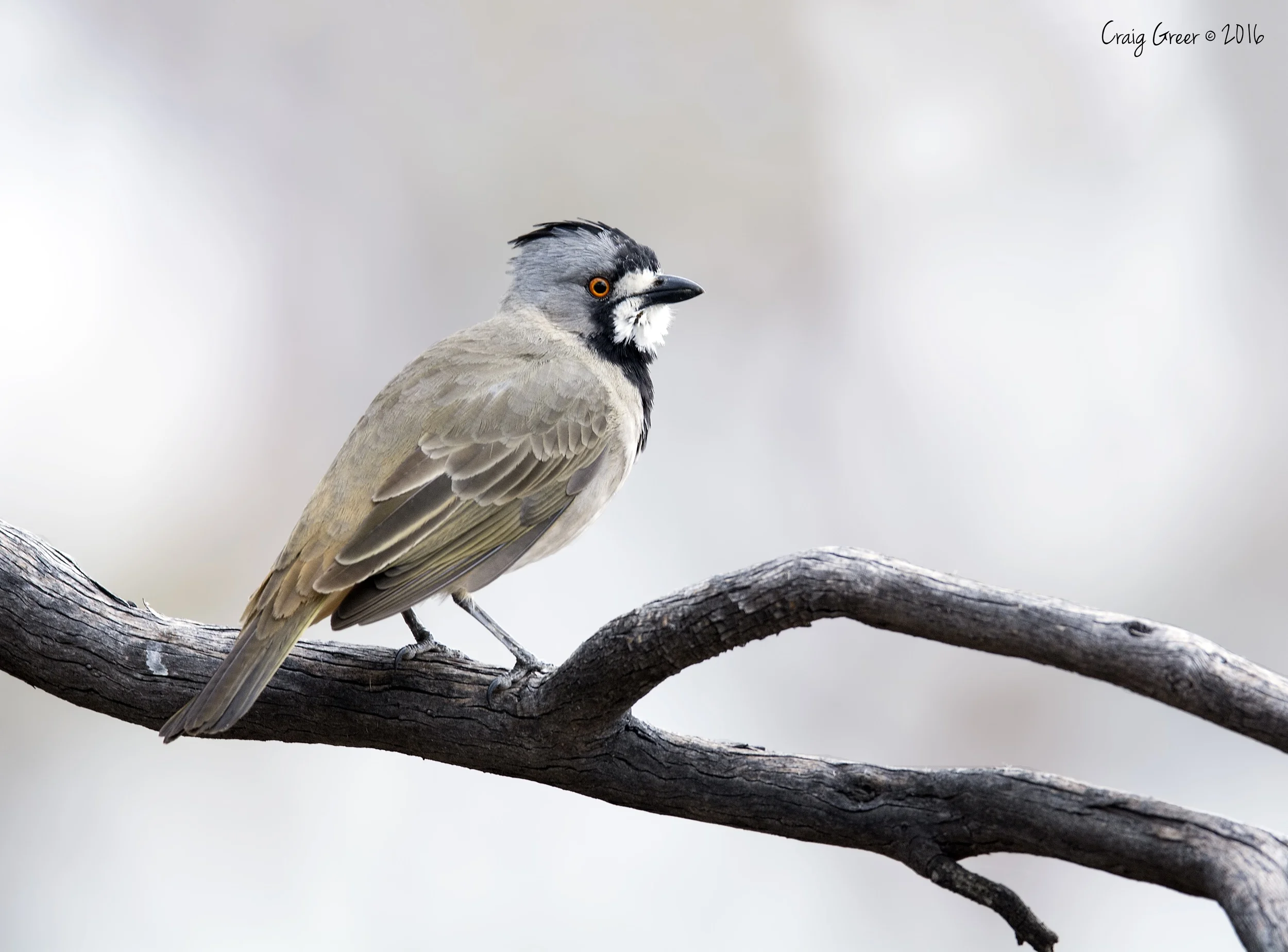 Crested Bellbird | Brookfield CP