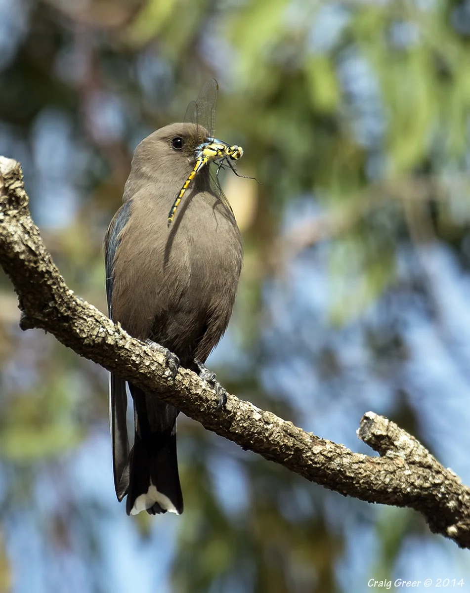 Dusky Woodswallow | Pengilly Scrub