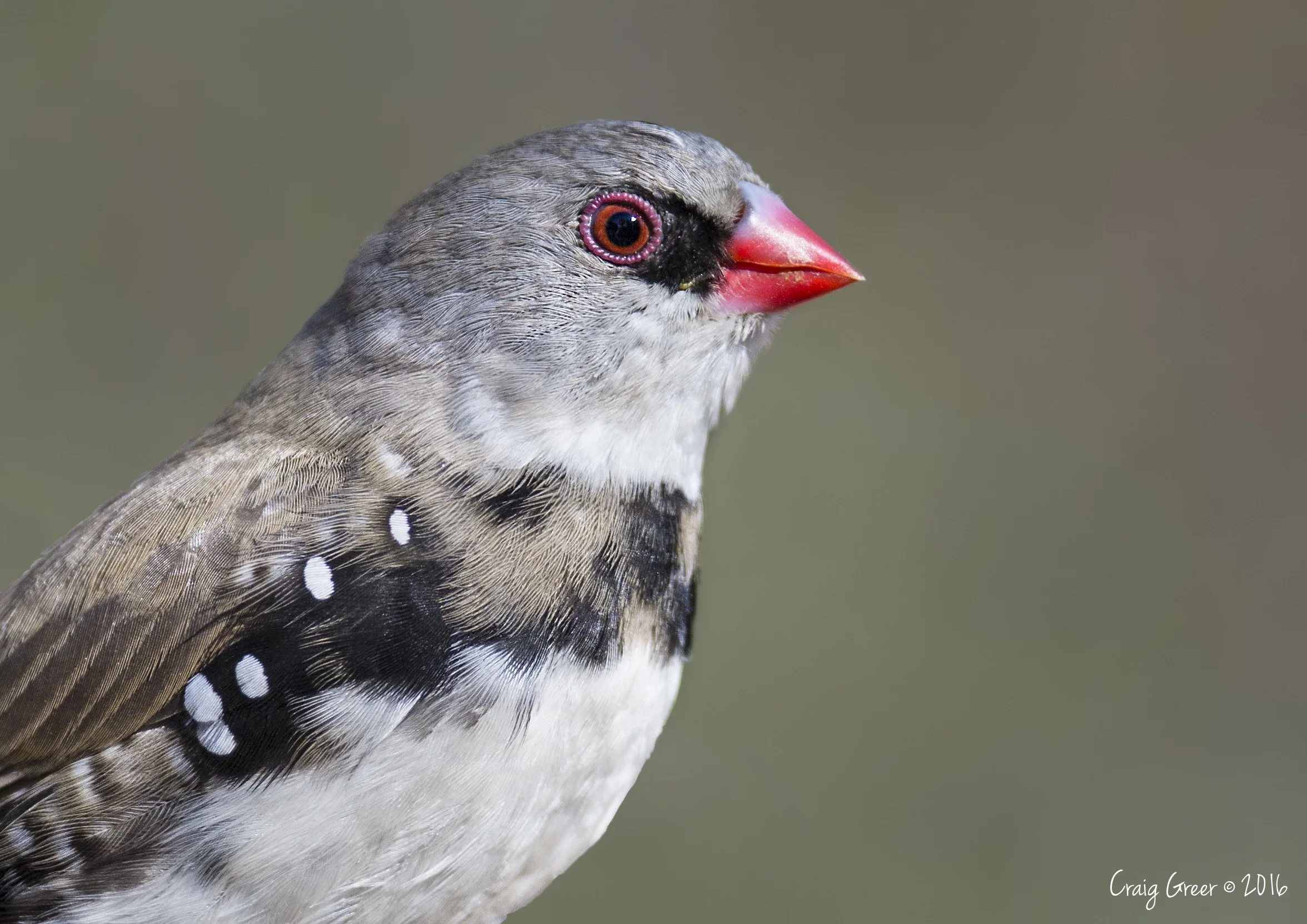 Diamond Firetail | Brown's Rd