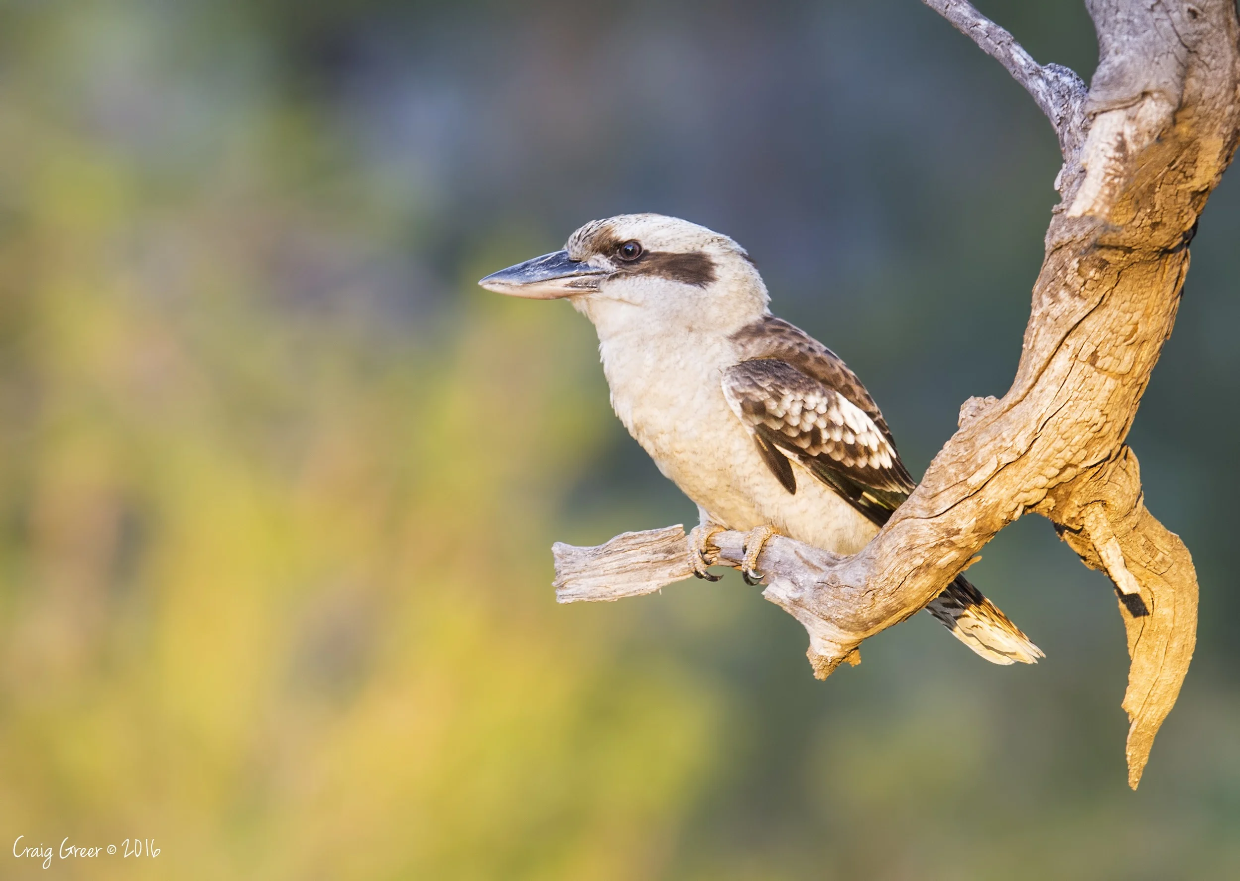 Laughing Kookaburra | Mambray Creek