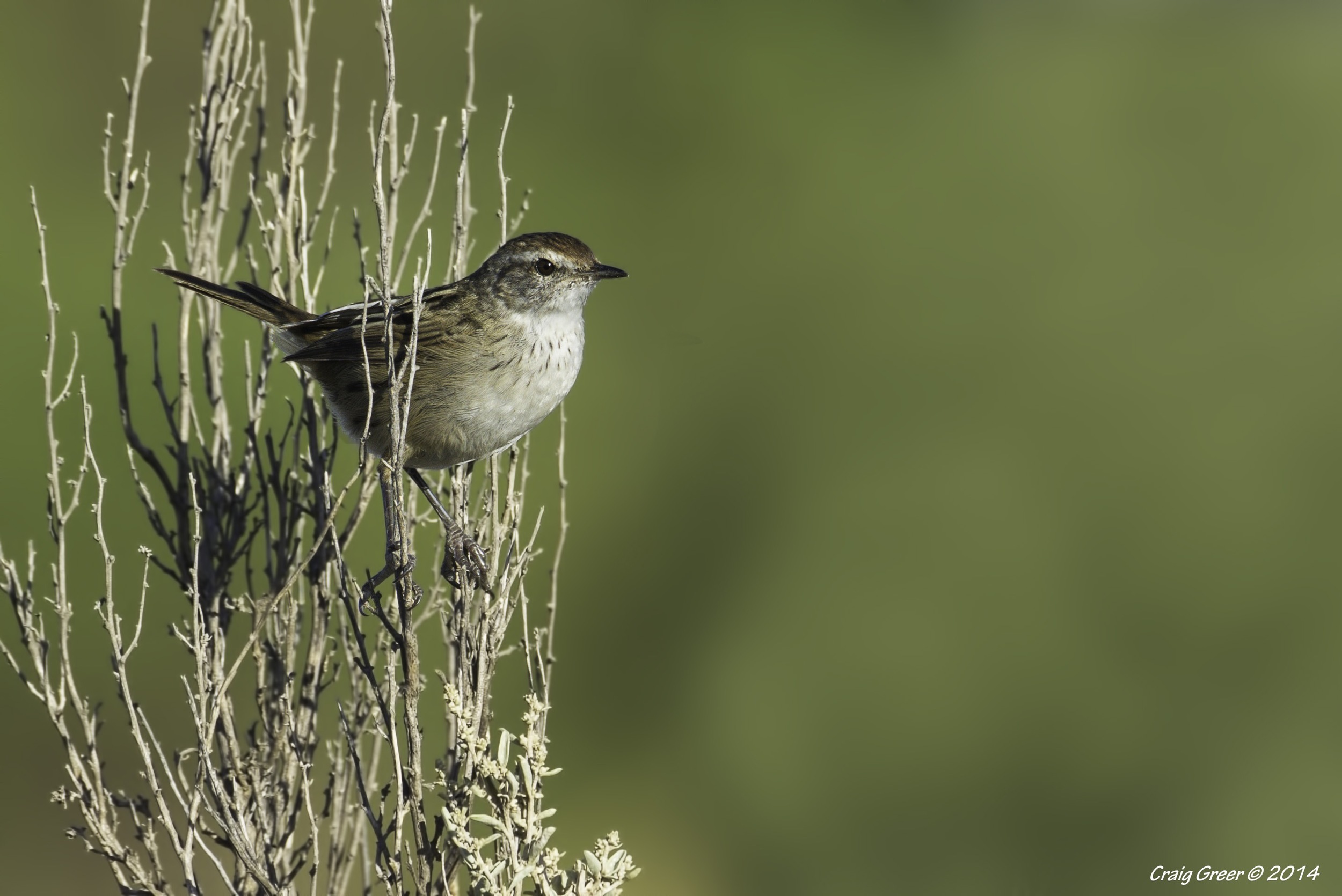 Little Grassbird | Whicker Rd Wetlands