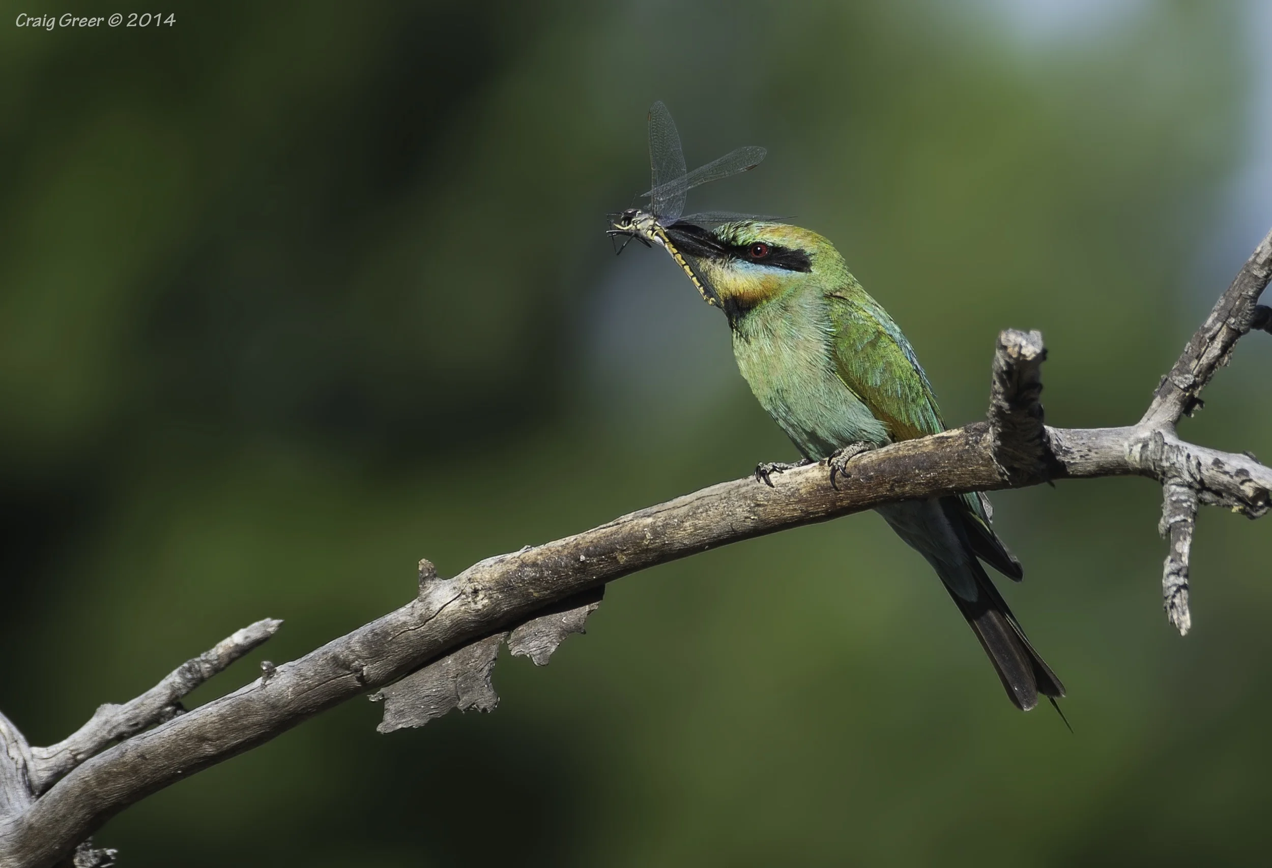 Rainbow Bee-eater | Sandy Creek CP