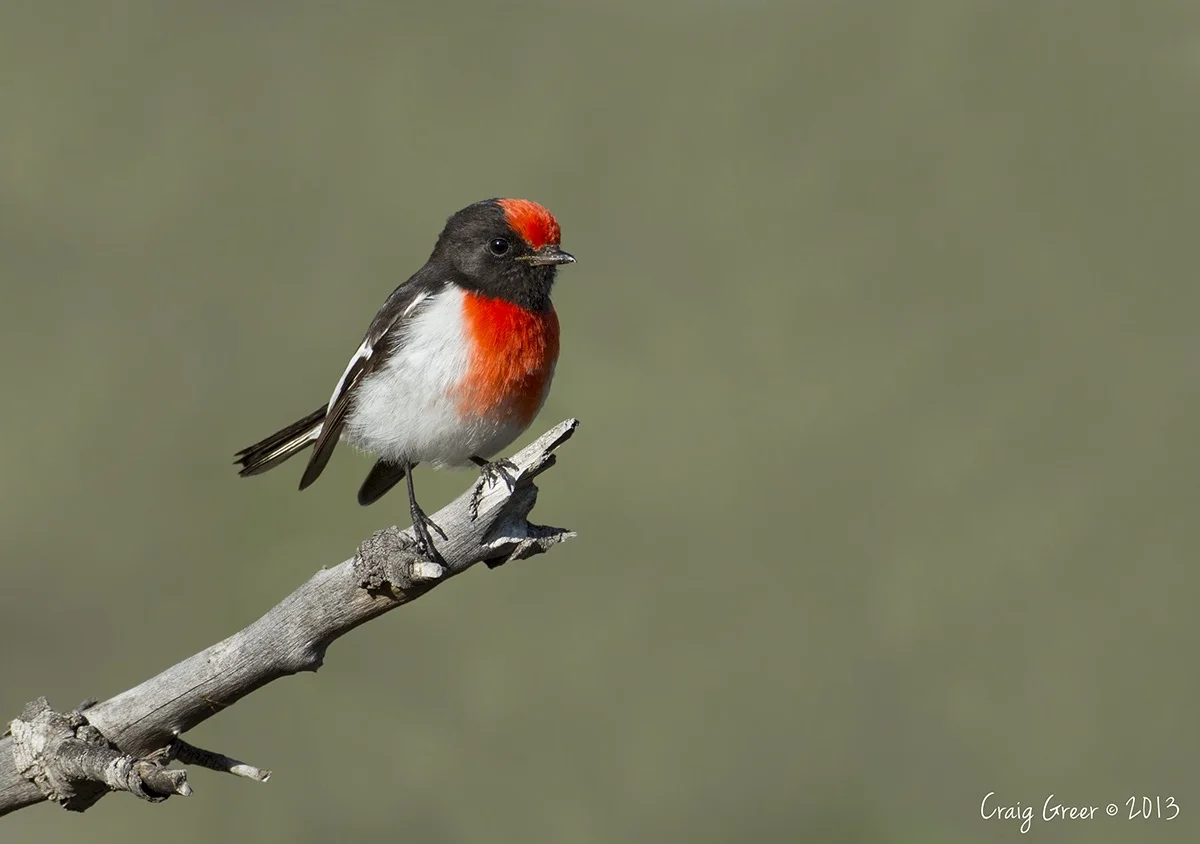 Red-capped Robin | Brookfield CP