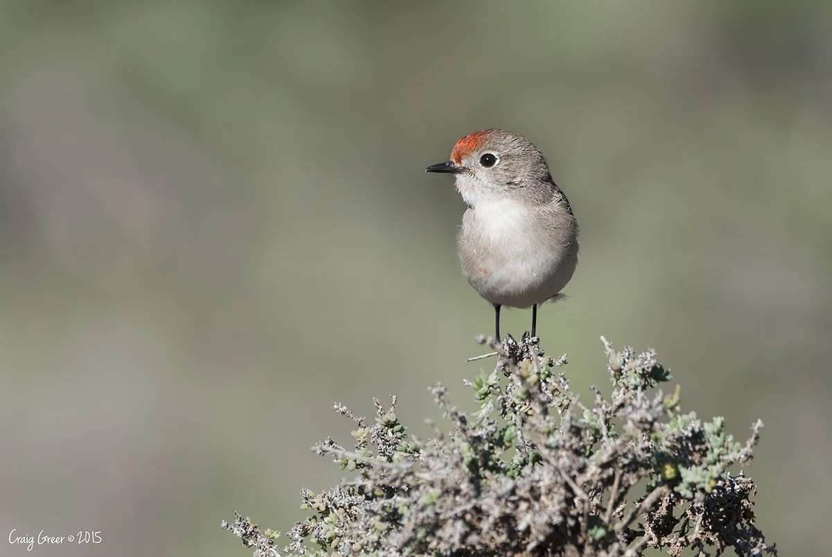 Red-capped Robin | Redbanks CP