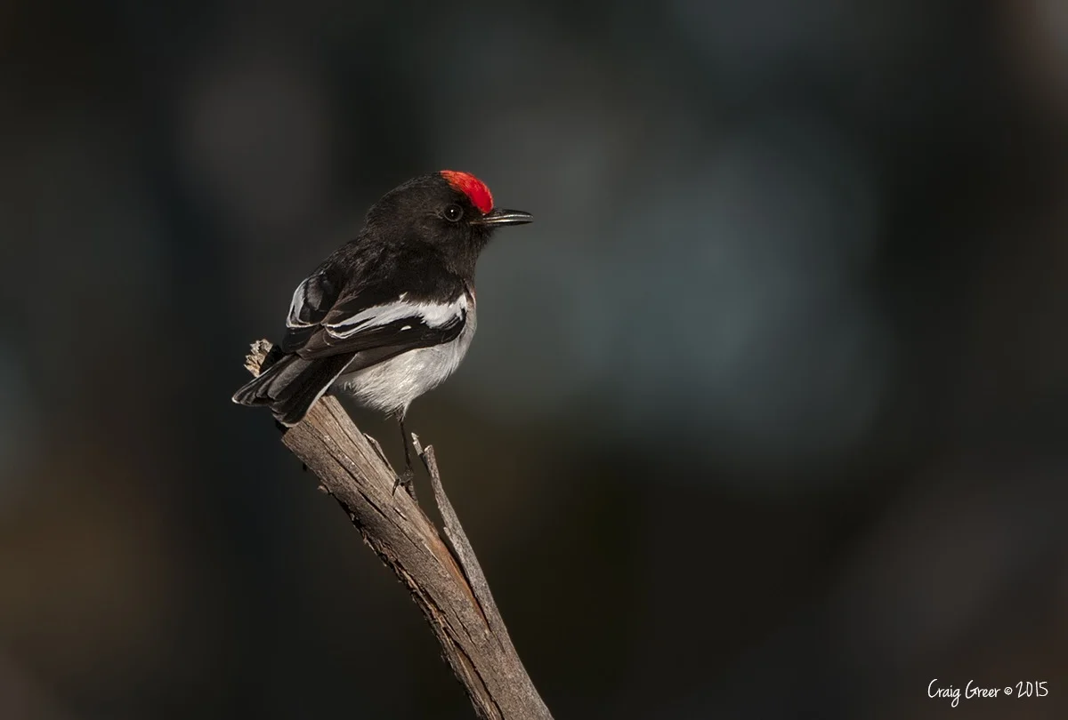 Red-capped Robin | Redbanks CP
