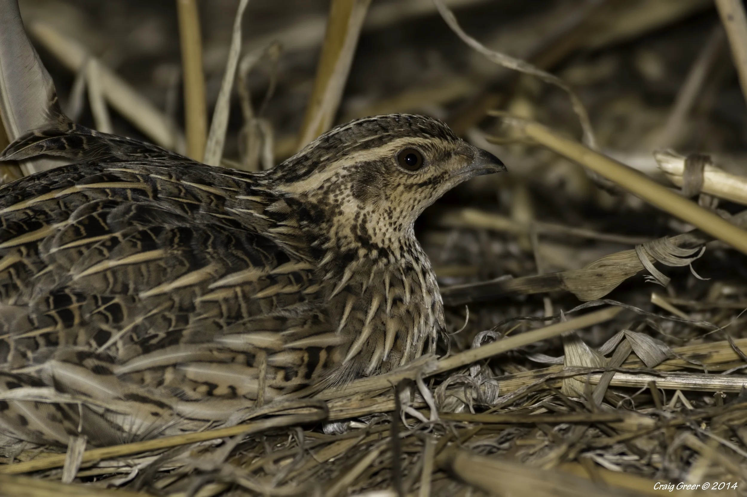 Stubble Quail | Owen