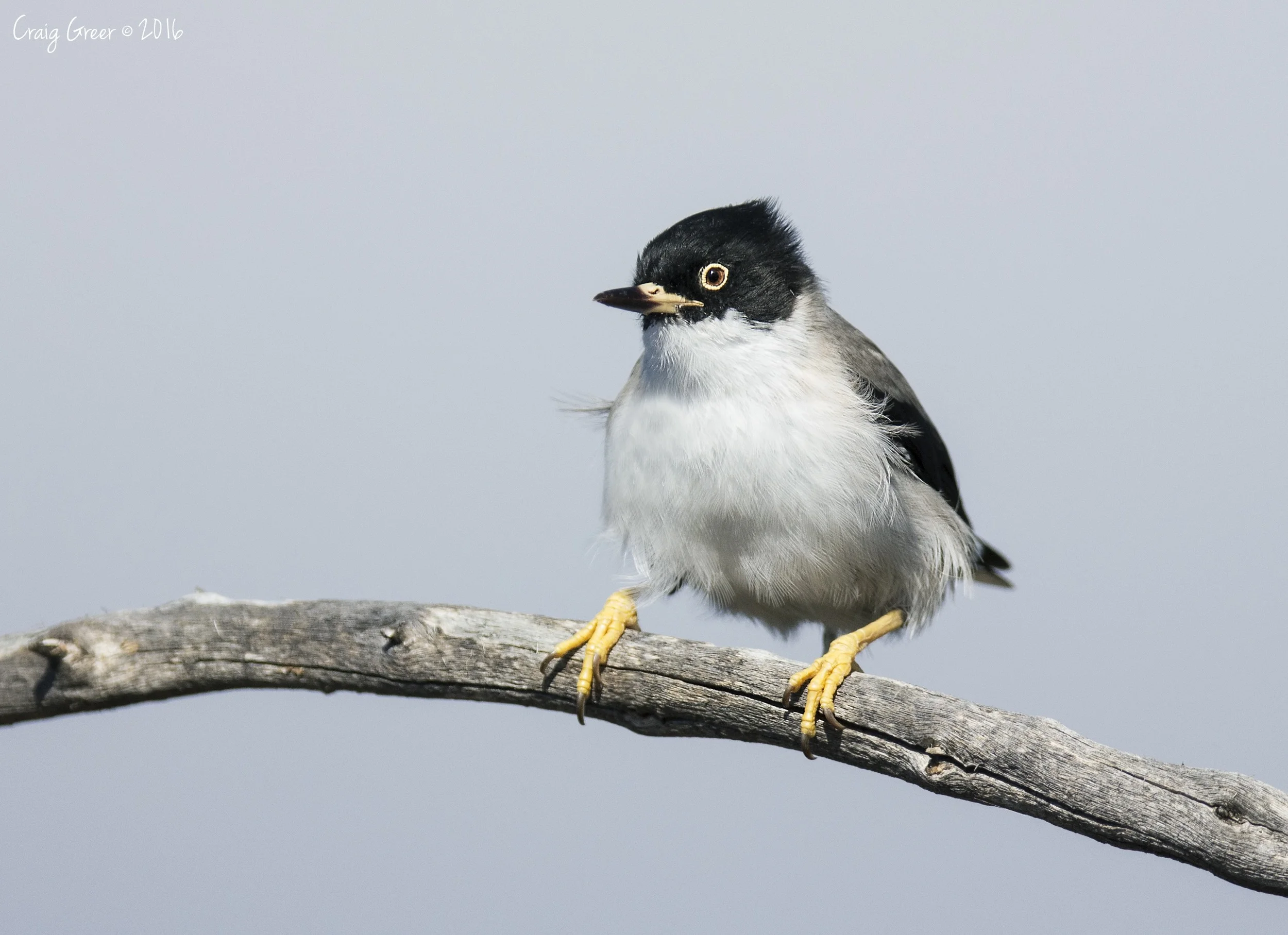 Varied Sittella | Brookfield CP