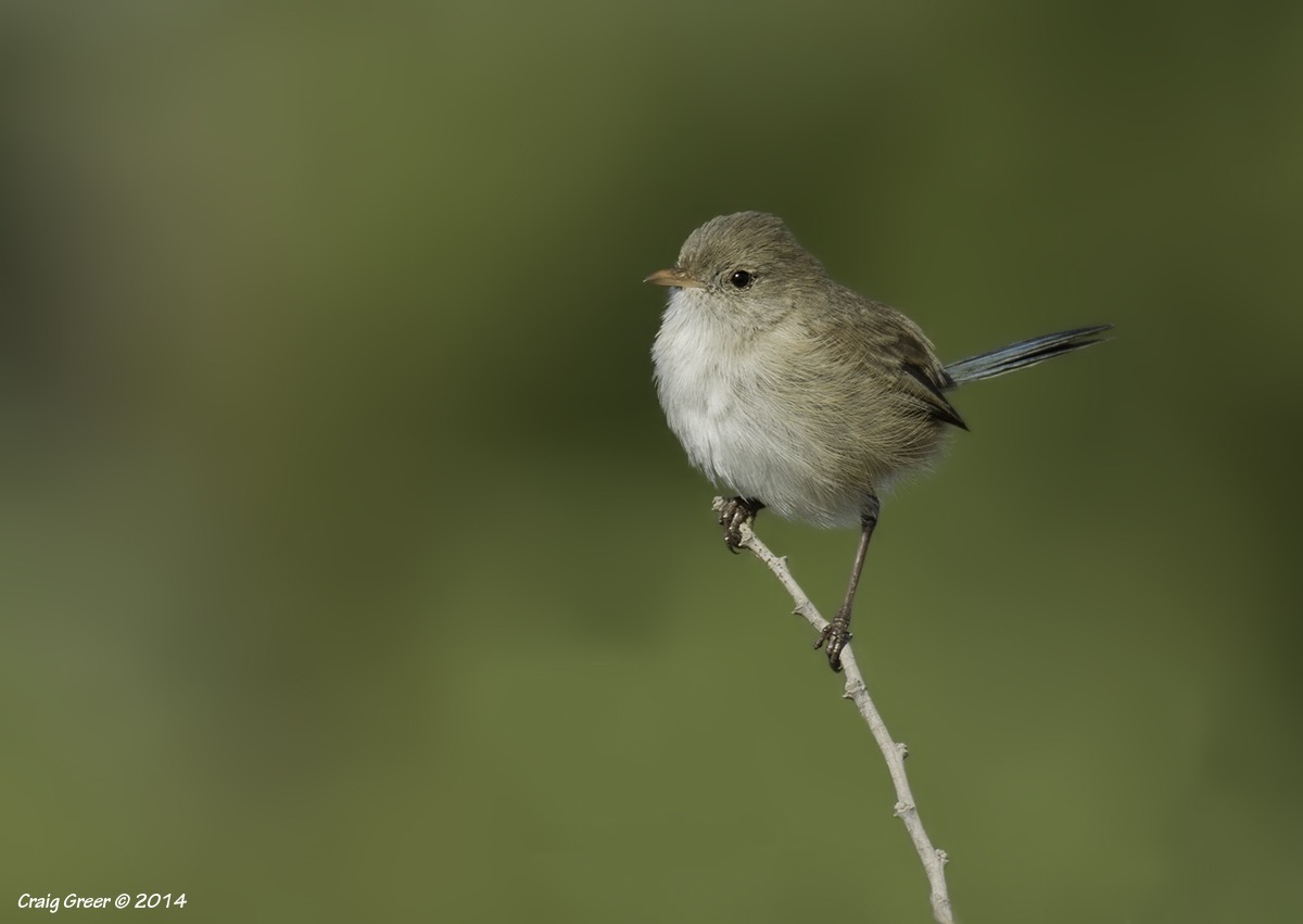 White-winged Fairy-Wren | White's Rd Wetlands