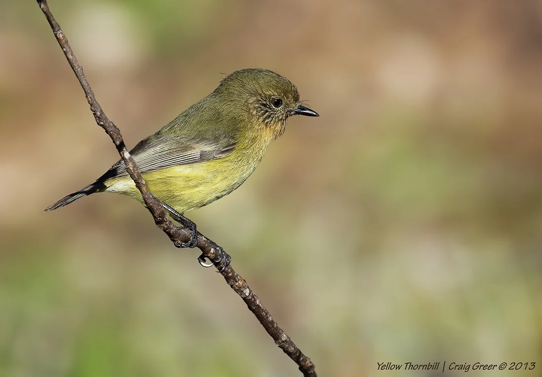 Yellow Thornbill | Brown's Rd