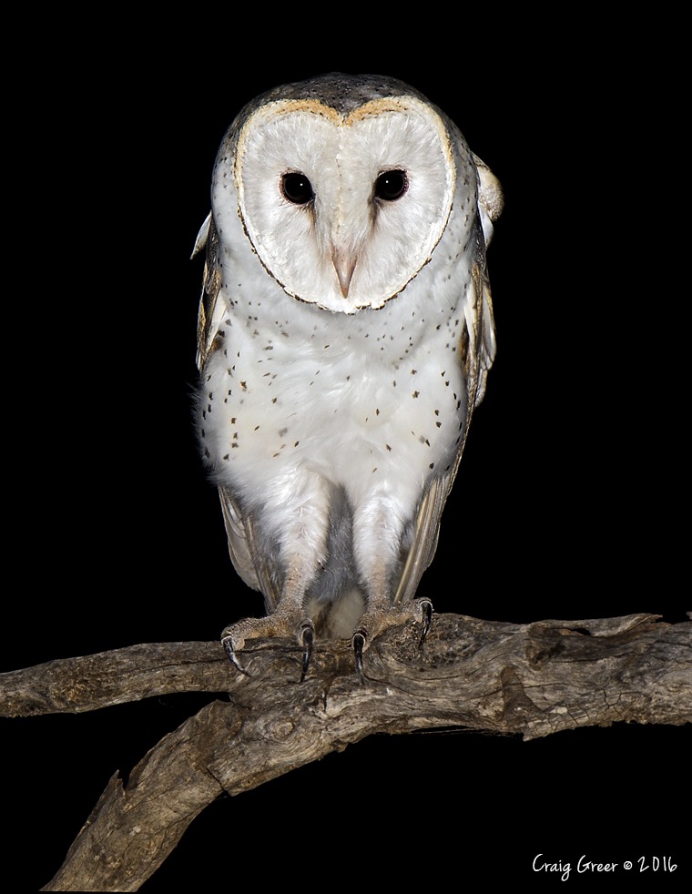 Eastern Barn Owl
