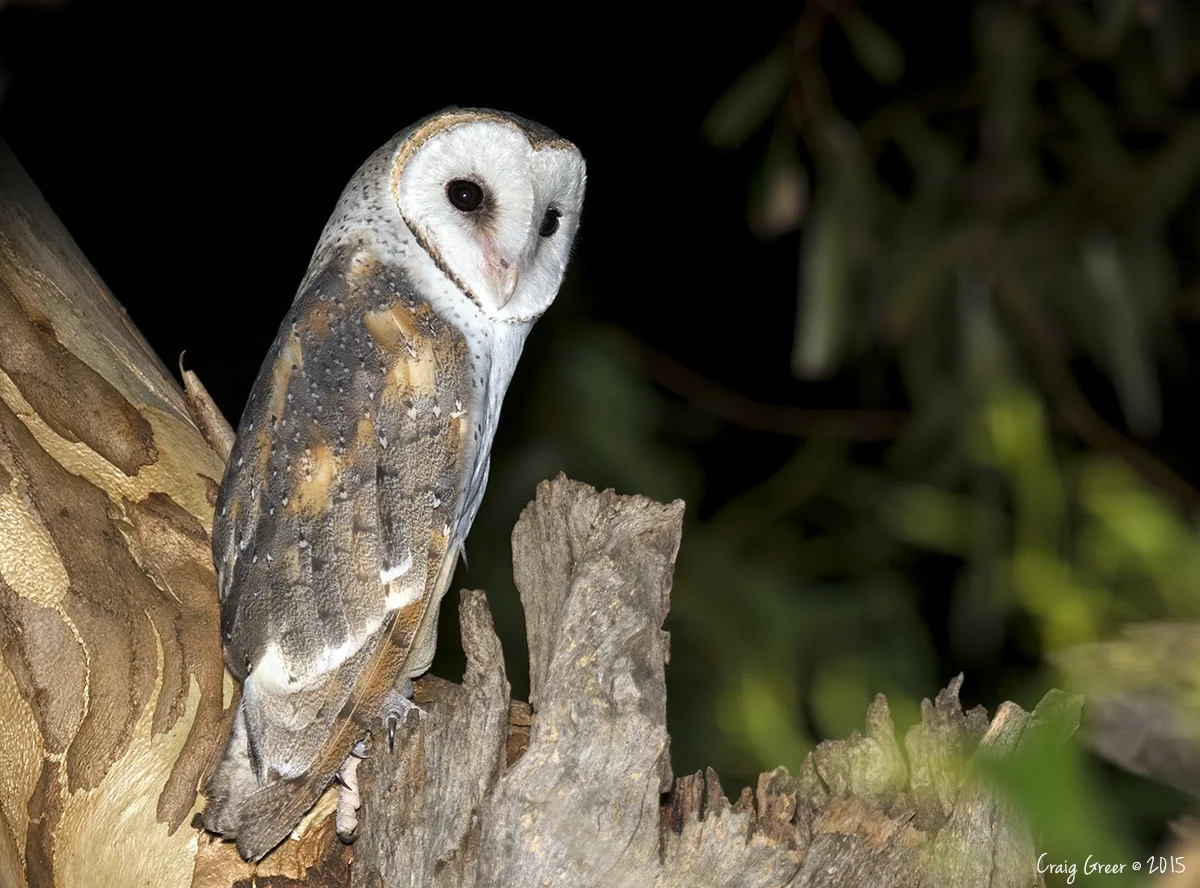 Eastern Barn Owl