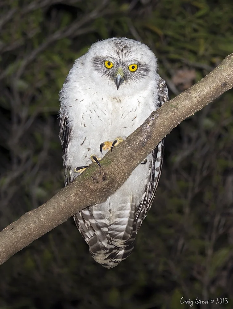 Powerful Owl