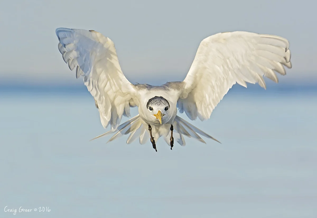 Crested Tern | Bald Hill Beach