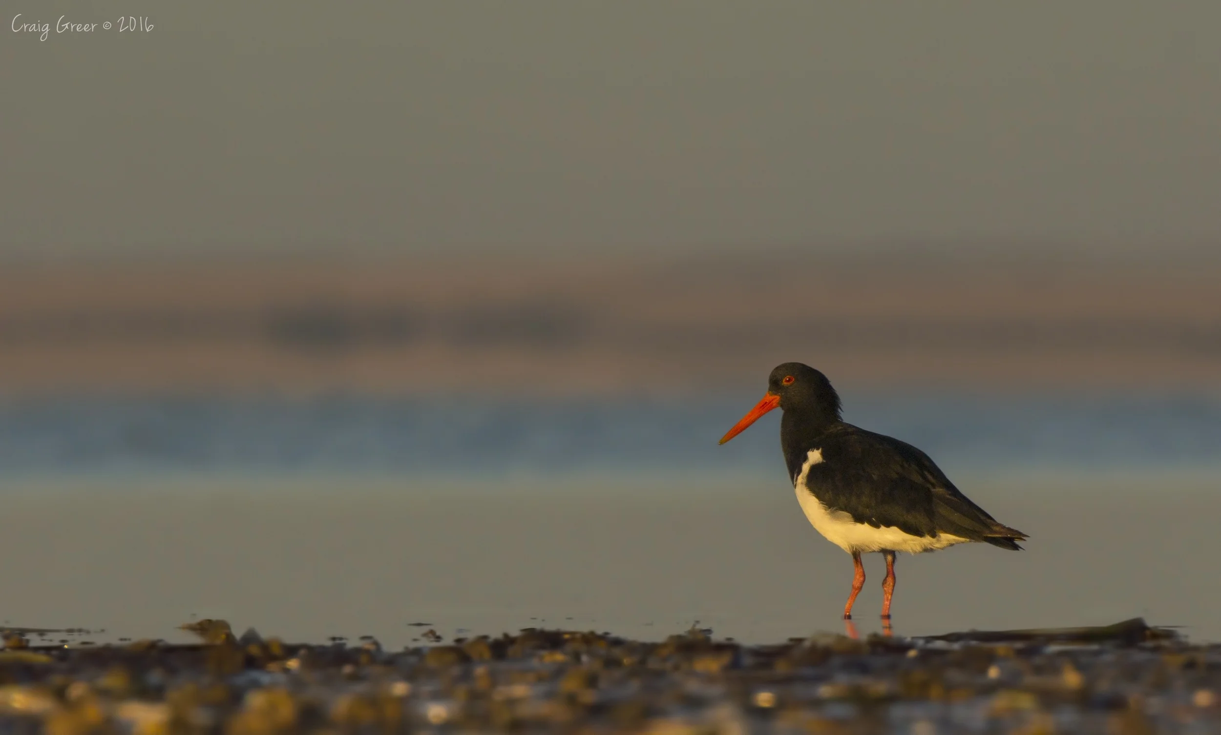 Pied Oystercatcher | Bald Hill Beach
