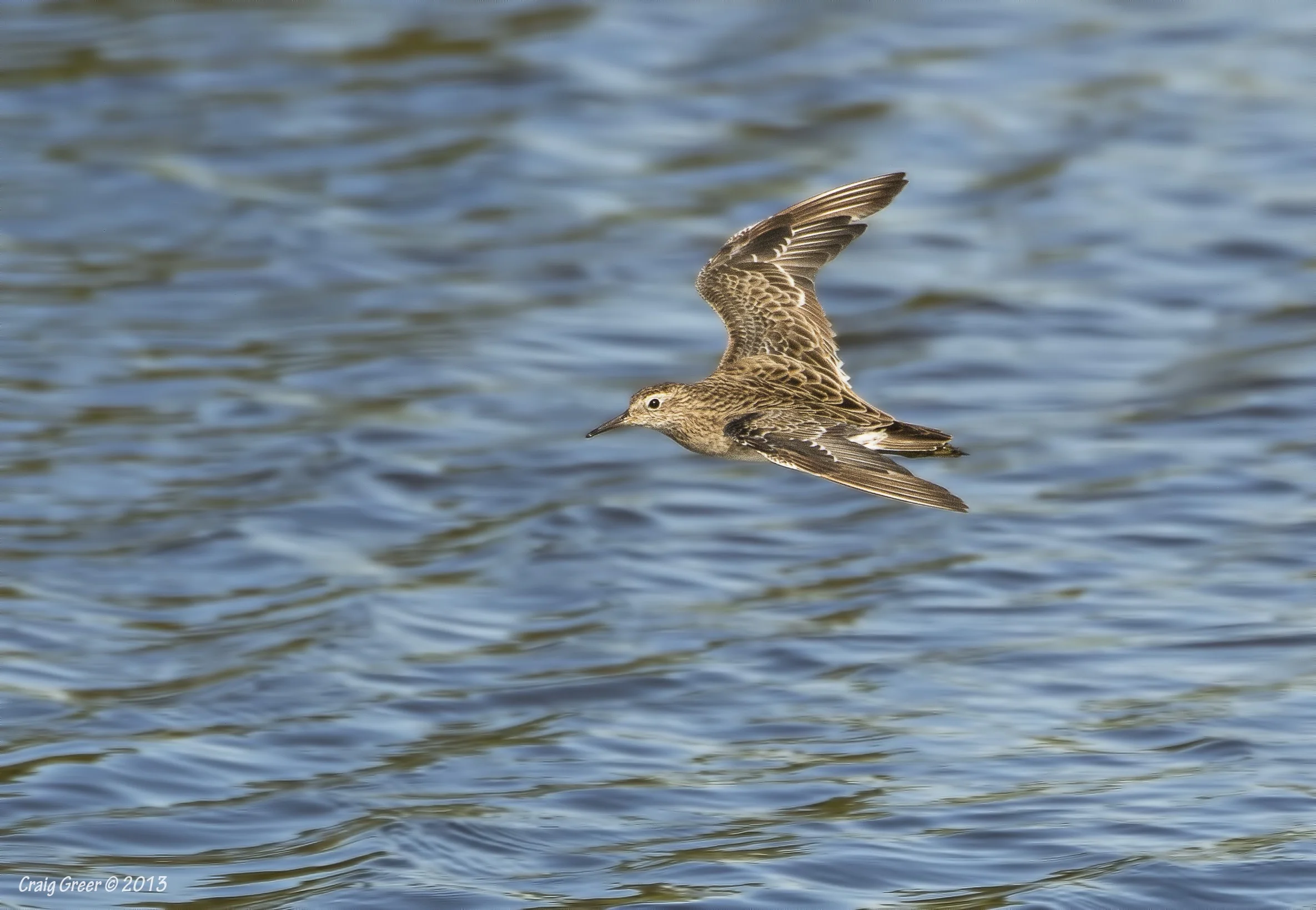 Sharp-tailed Sandpiper | Magazine Rd