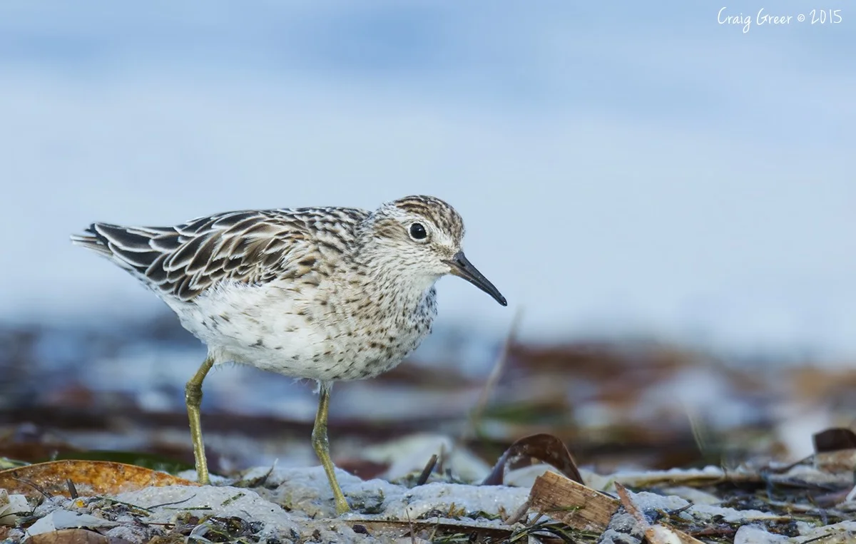 Sharp-tailed Sandpiper | Thompson Beach