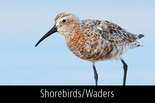 Shorebirds-Waders-Album-Thumb.jpg