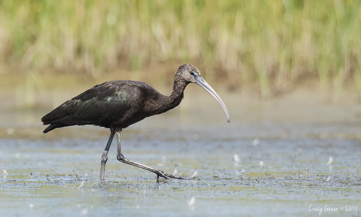 Glossy Ibis | Magazine Rd Wetlands, SA